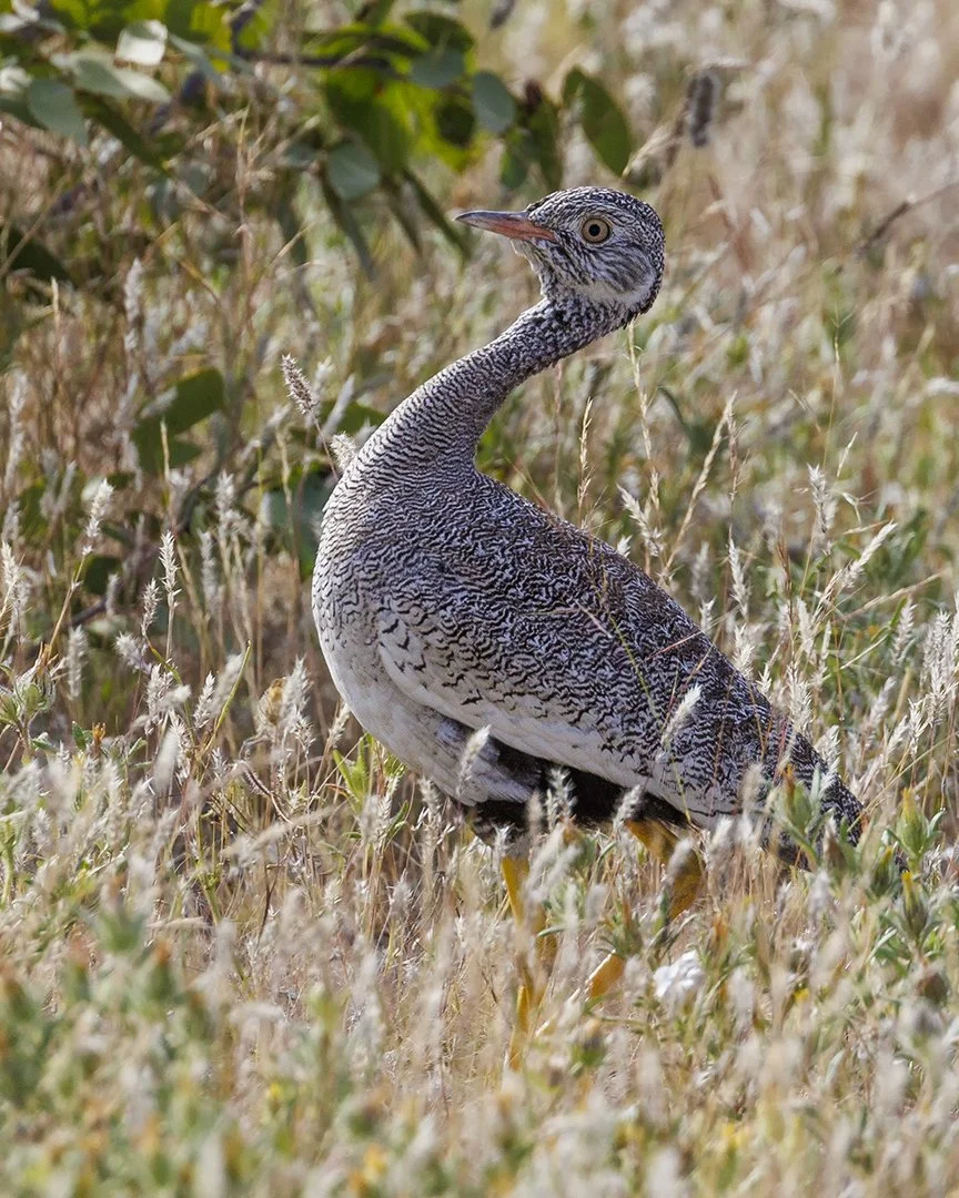 Female White-quilled Bustard