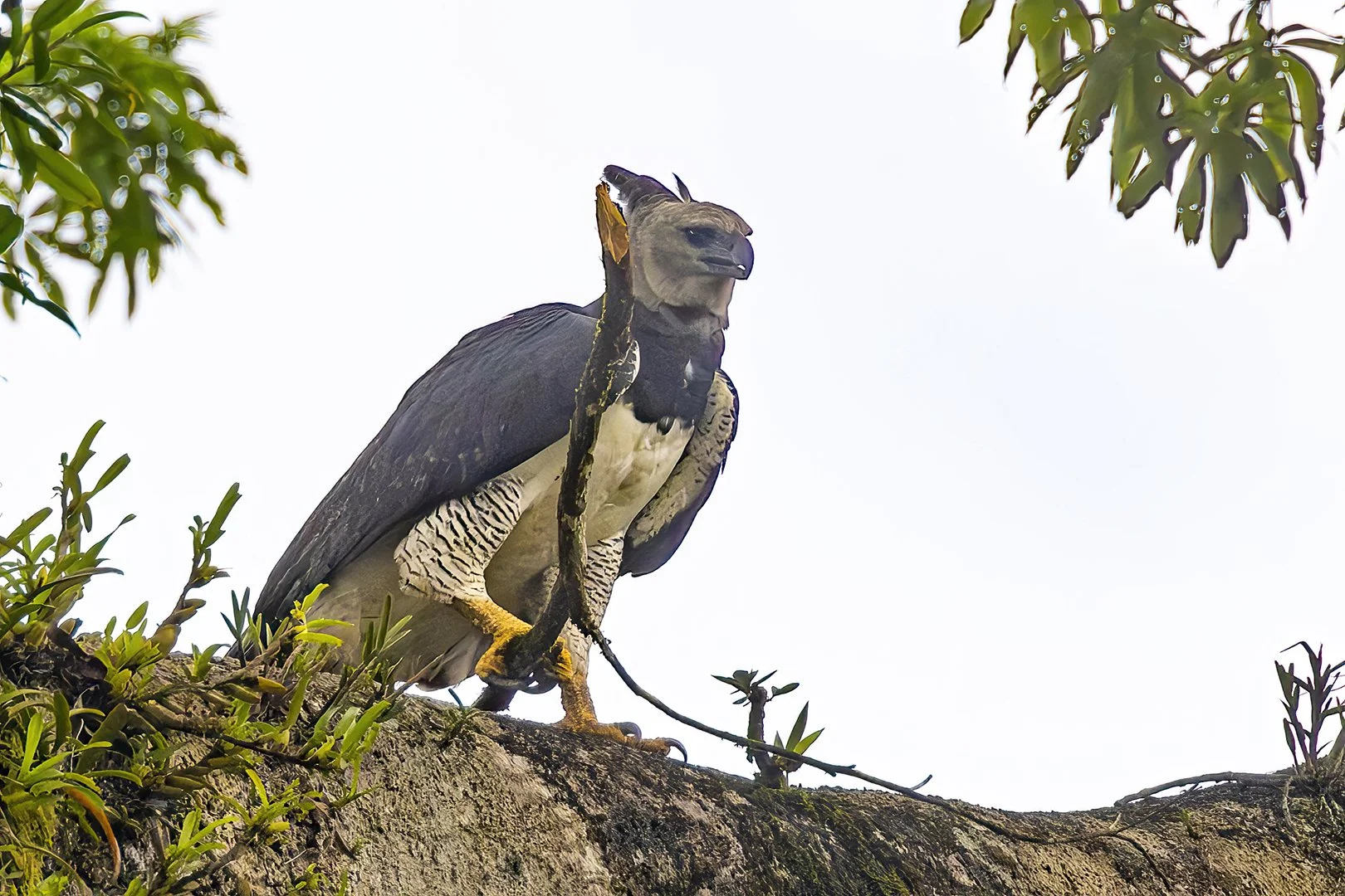 Harpy Eagle