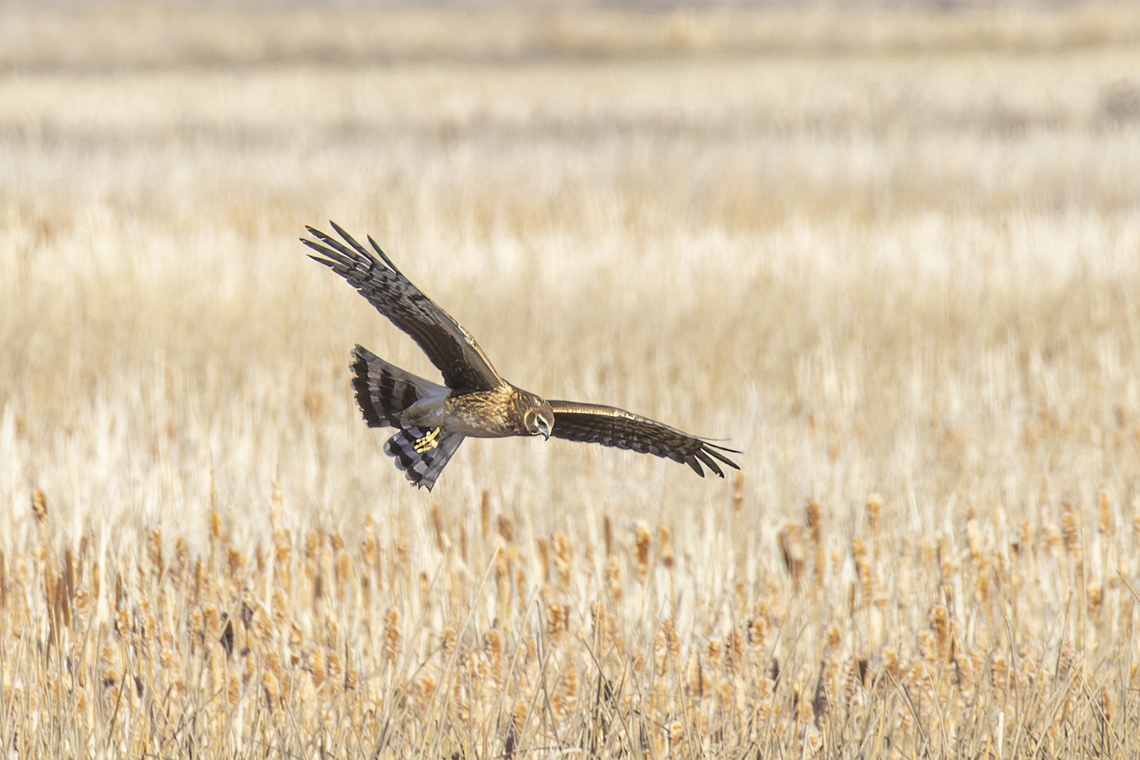 20260327_2650_Northern_Harrier.jpg