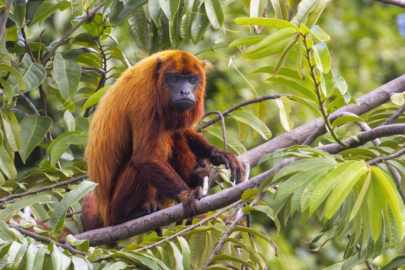 Red Howler Monkey
