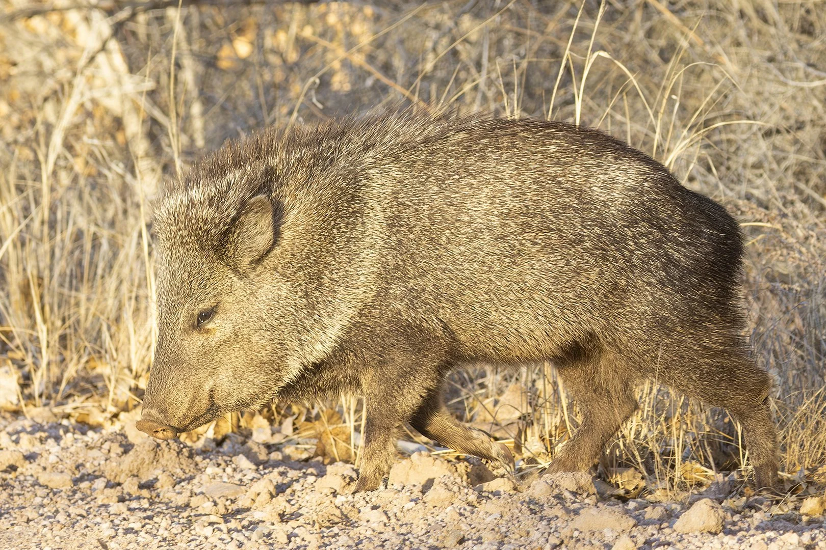 Javelina