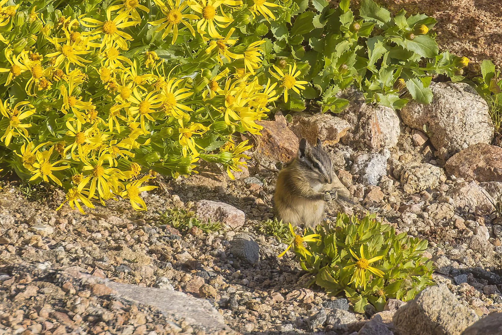 Least Chipmunk