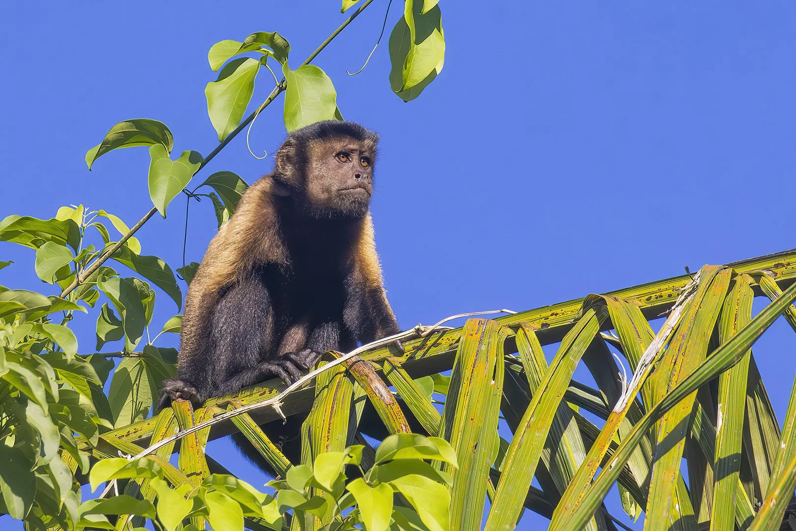 Brown Capuchin Monkey