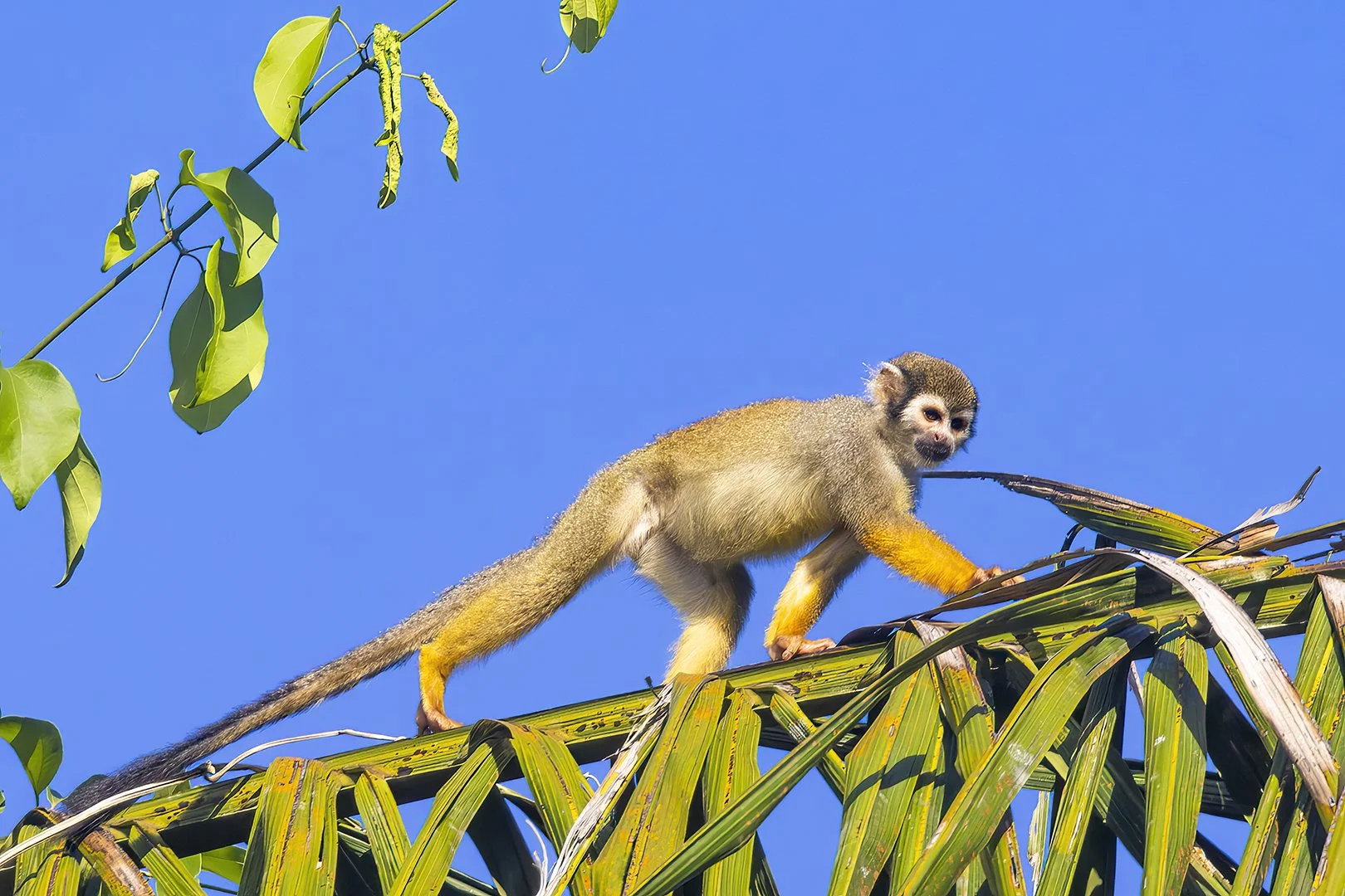Guianan Squirrel Monkey