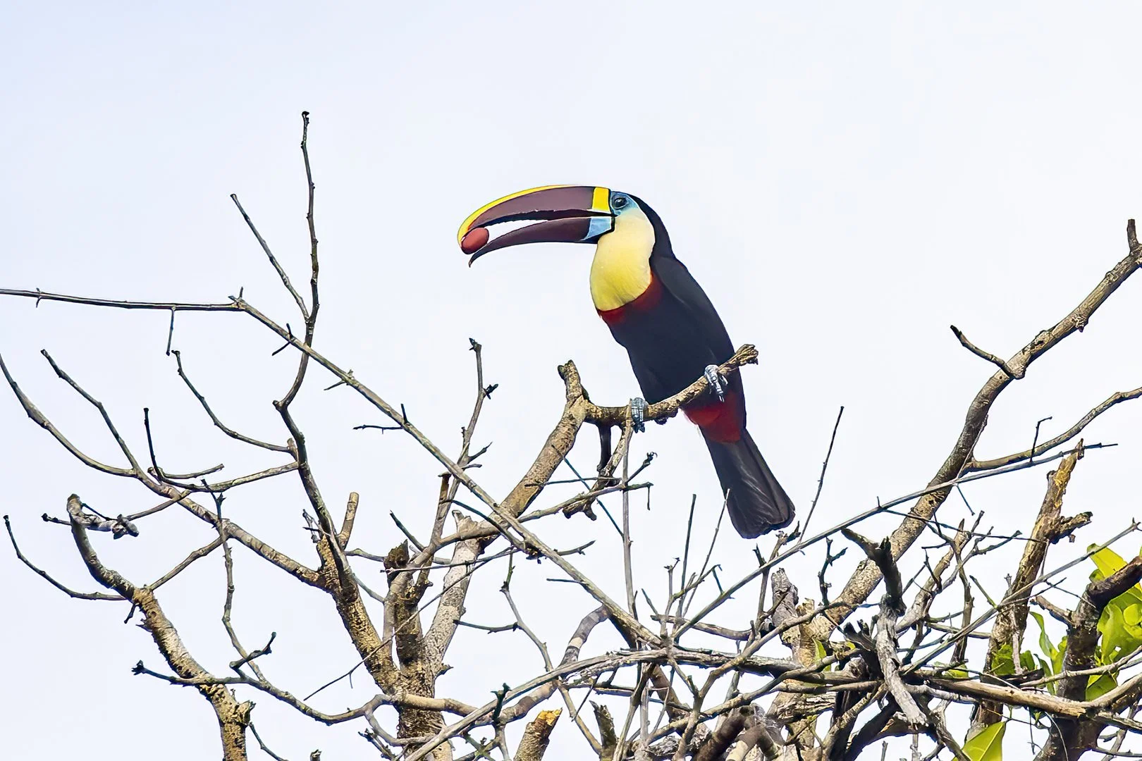 White-throated Toucan