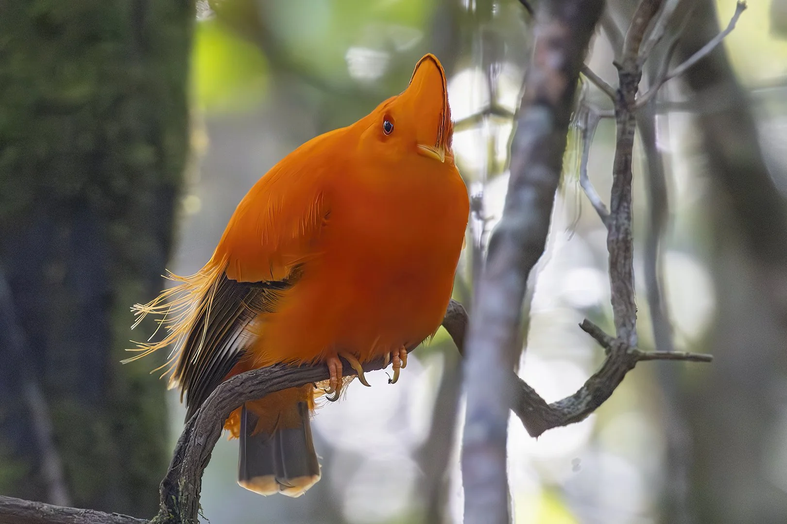 Guianan Cock-of-the-Rock