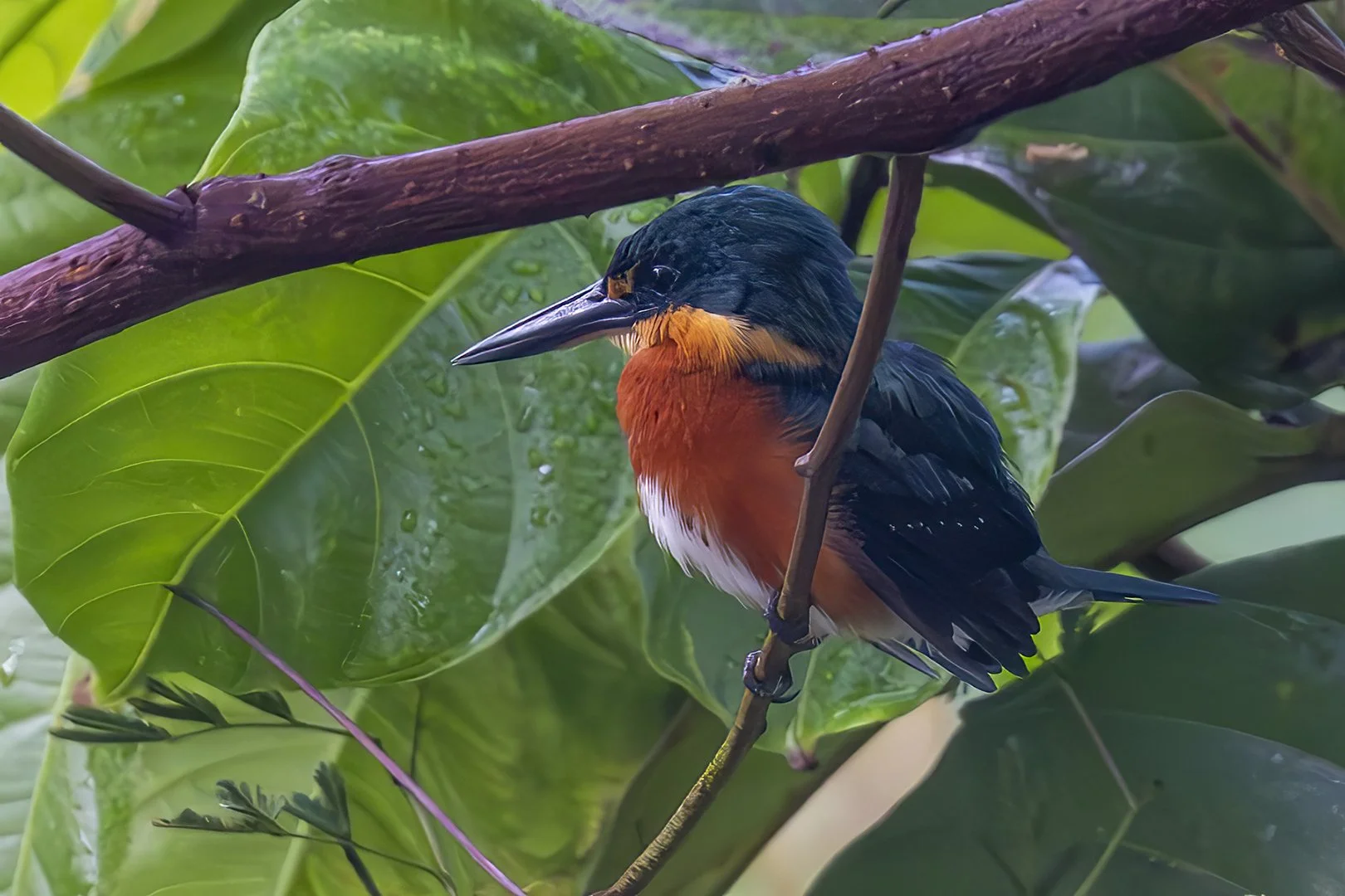 American Pygmy Kingfisher