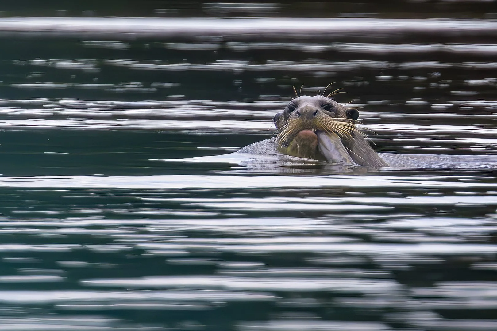 Giant River Otter