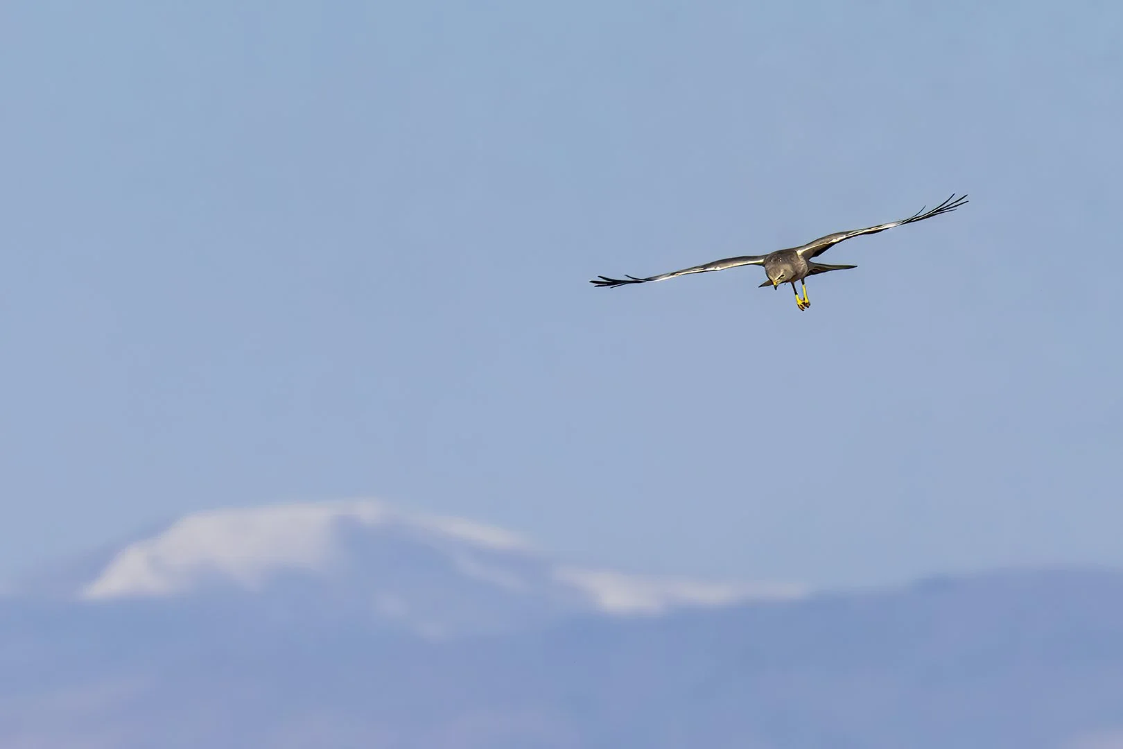 20260327_2607_Northern_Harrier.jpg