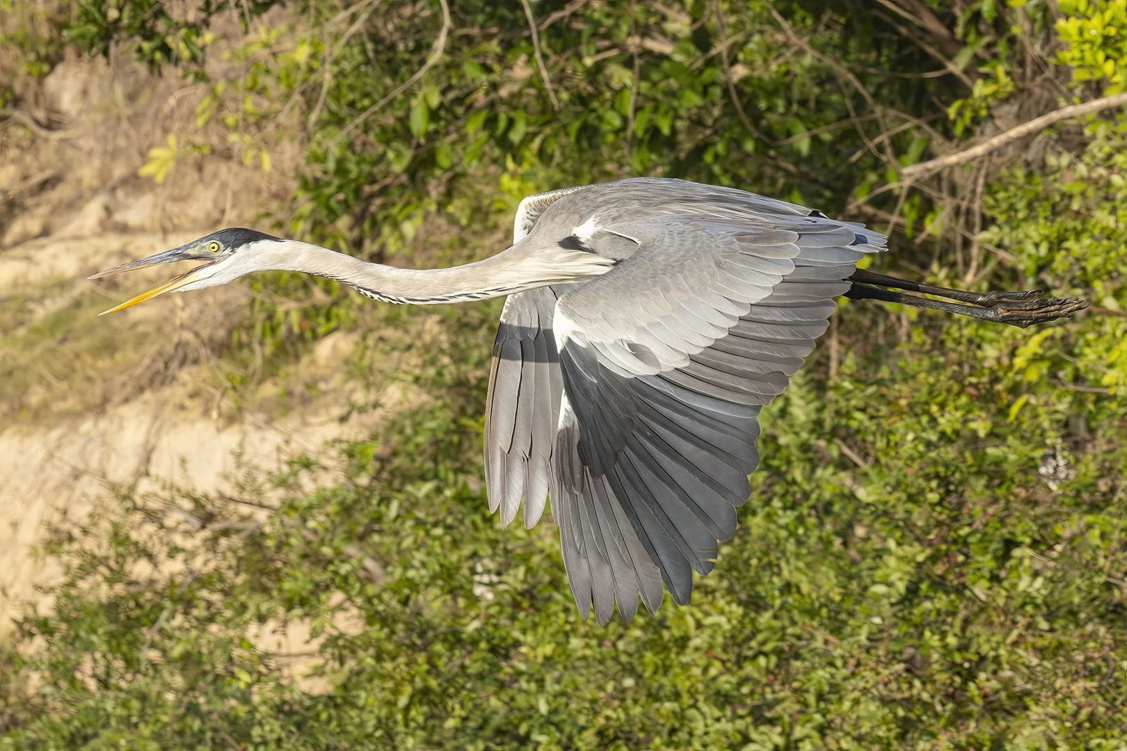Cocoi Heron