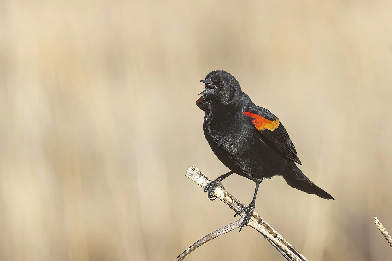 20260326_2463_Red-winged_Blackbird.jpg