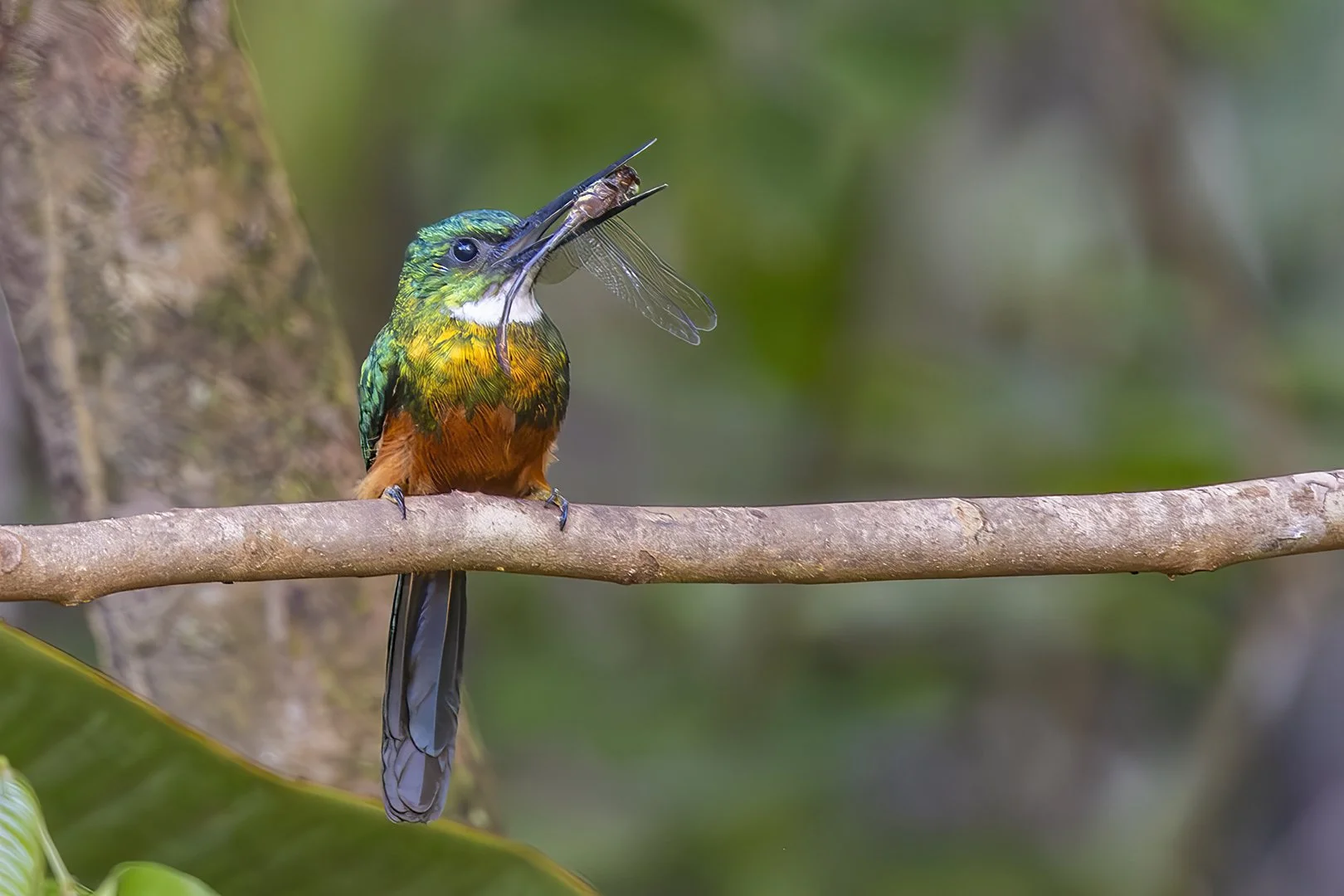 Green-tailed Jacamar