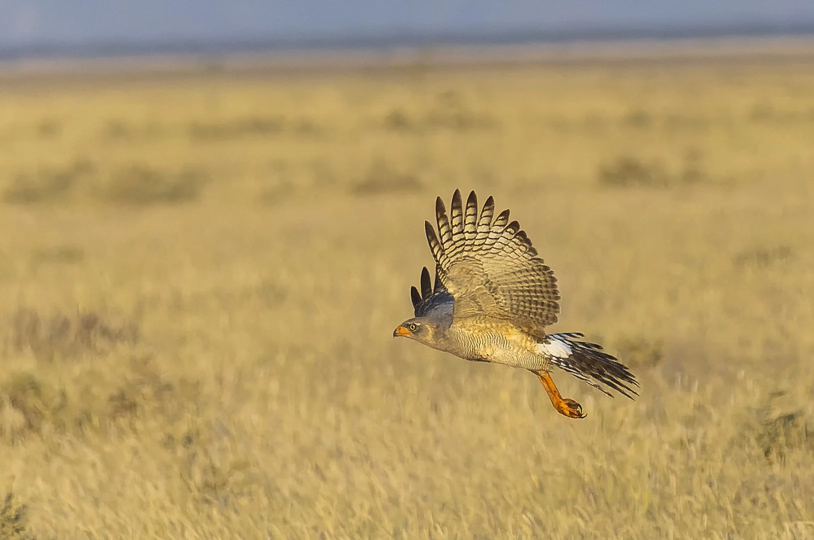 Juvenile Pale Chanting Goshawk