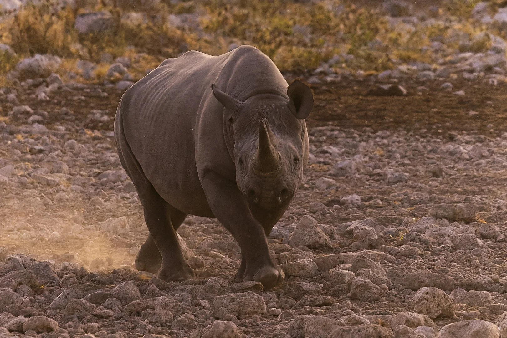 Black Rhinoceros