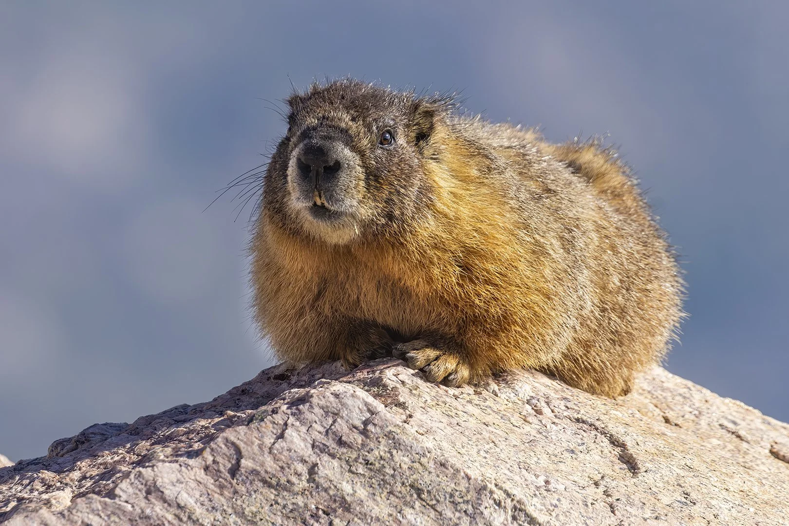Yellow-bellied Marmot