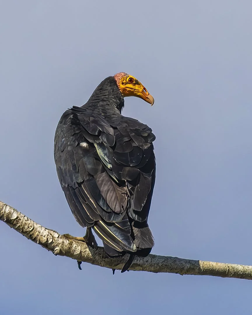 Lesser Yellow-headed Vulture