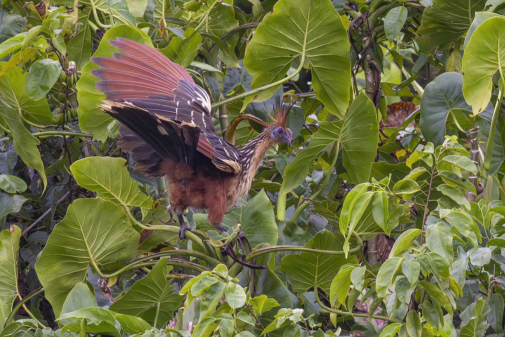 Hoatzin