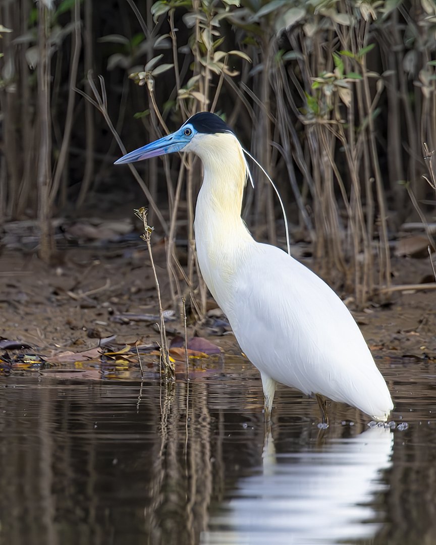 Capped Heron