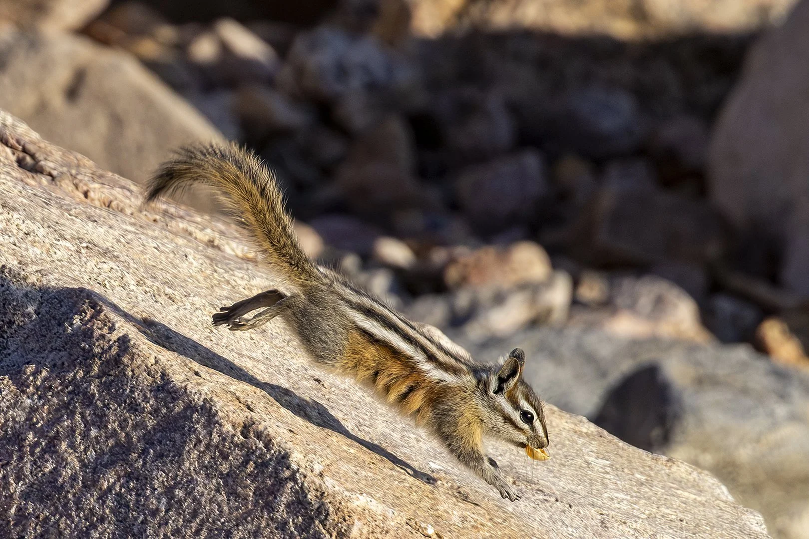 Least Chipmunk