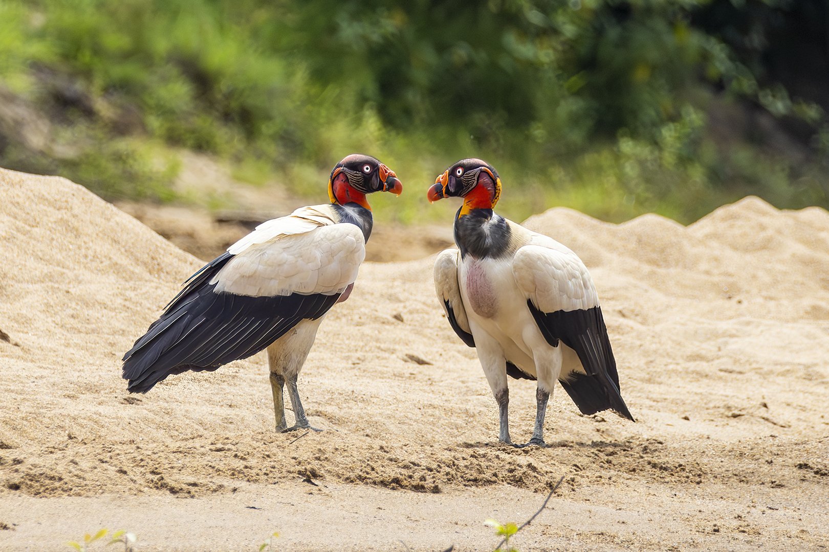 King Vulture