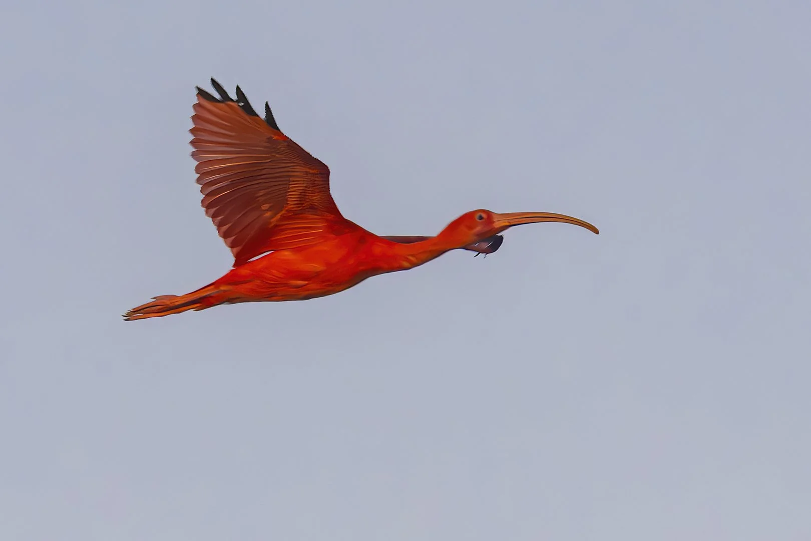 Scarlet Ibis