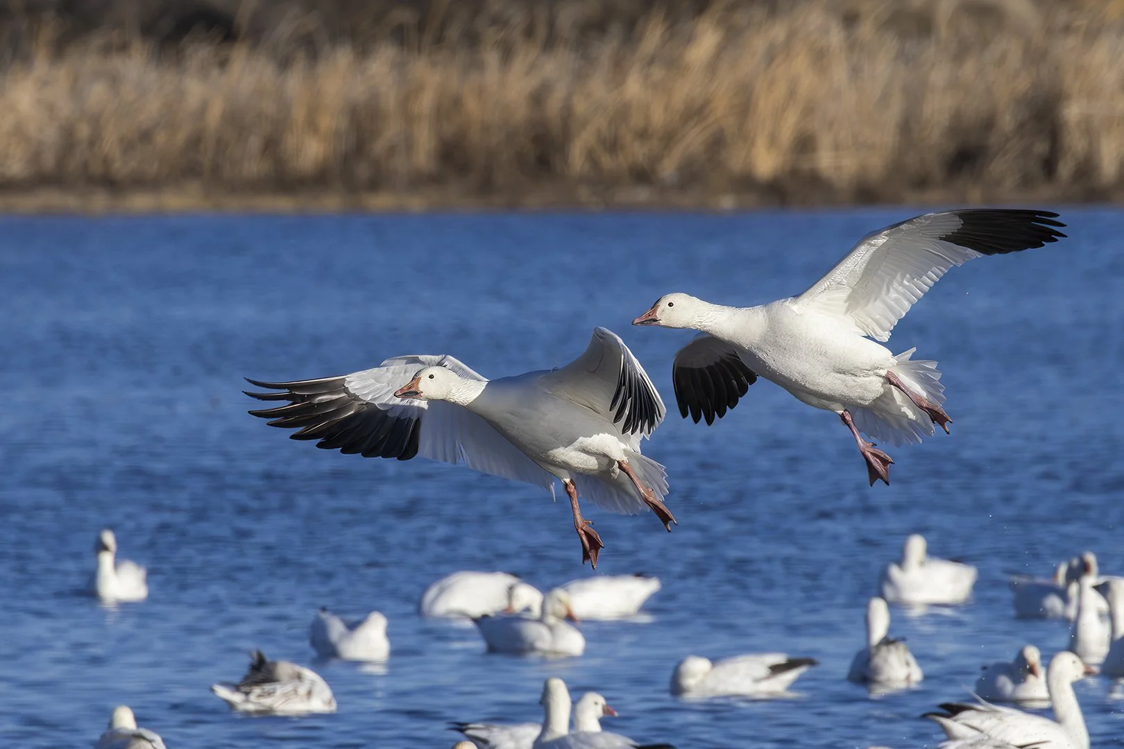 Snow Goose