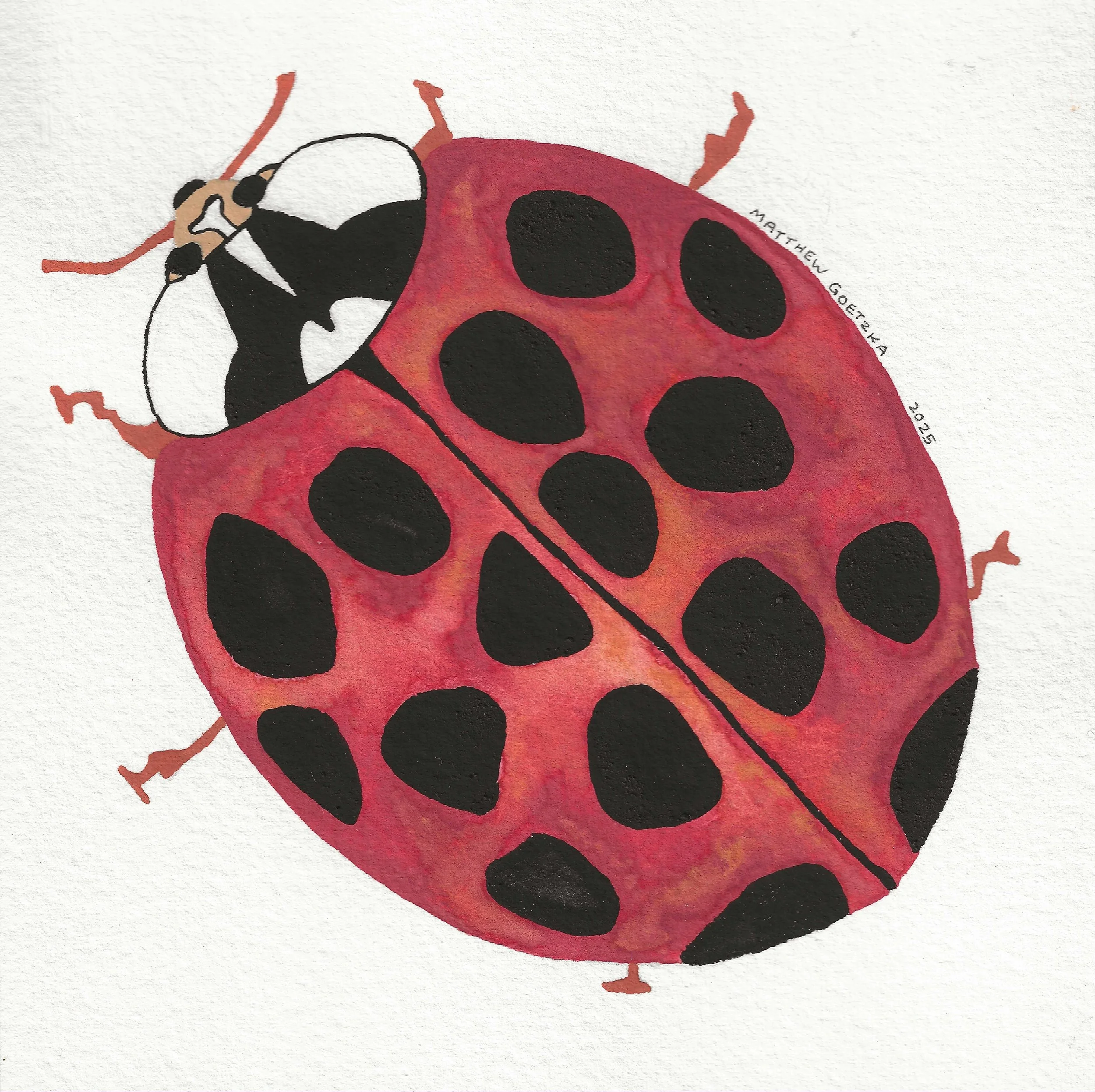 Harmonia axyridis Ladybug