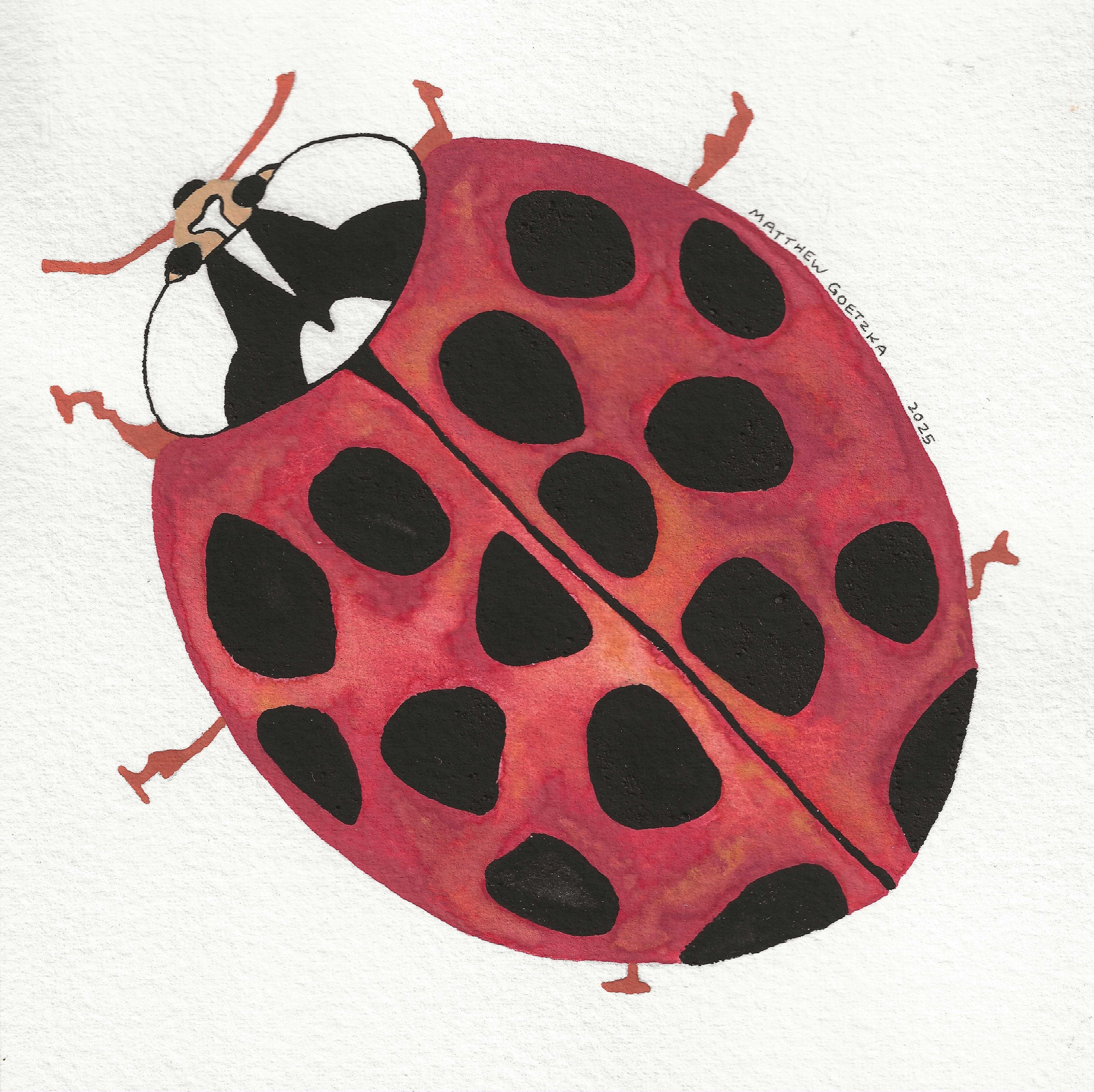 Ladybug incomplete (OG) 2025.jpg