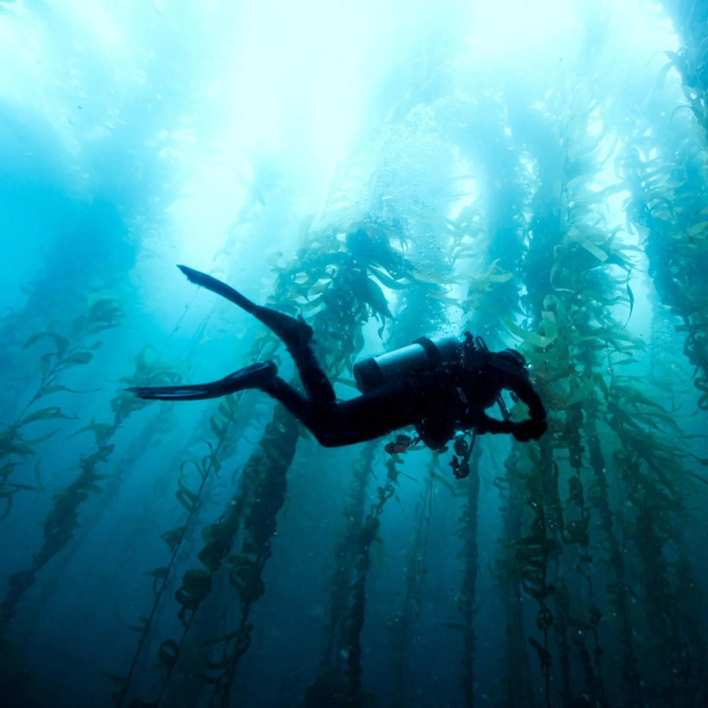 Les Jardins Lowen tirent parti des facteurs environnementaux favorables qu&rsquo;offre l&rsquo;oc&eacute;an pour cr&eacute;er un environnement id&eacute;al pour l&rsquo;agriculture : une temp&eacute;rature stable, la production d&rsquo;eau par &eacut