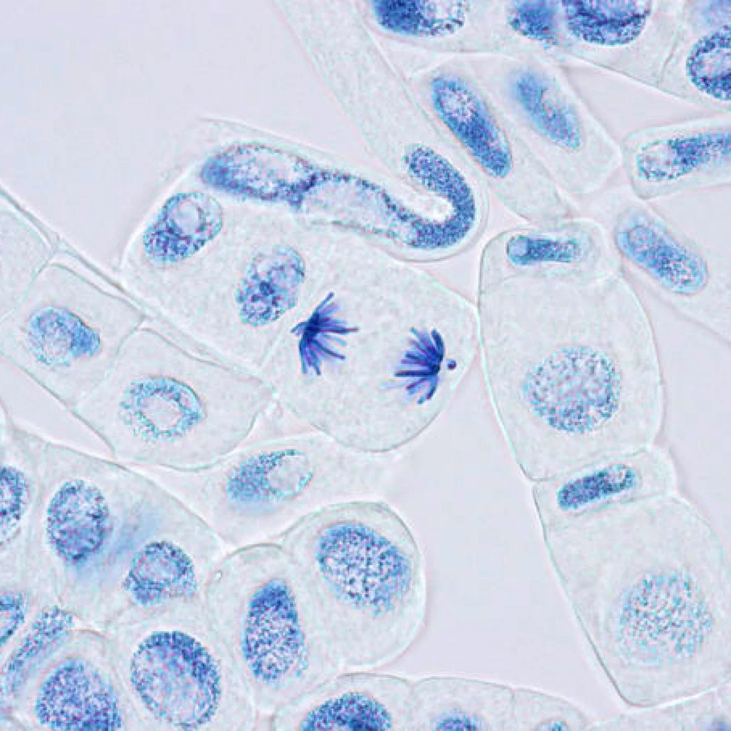 Les l&eacute;gumes des Jardins Lowen ont &eacute;t&eacute; g&eacute;n&eacute;tiquement modifi&eacute;s pour favoriser leur pousse sous l&rsquo;eau.

Cette exp&eacute;rimentation de design fiction a &eacute;t&eacute; r&eacute;alis&eacute;e dans le cad