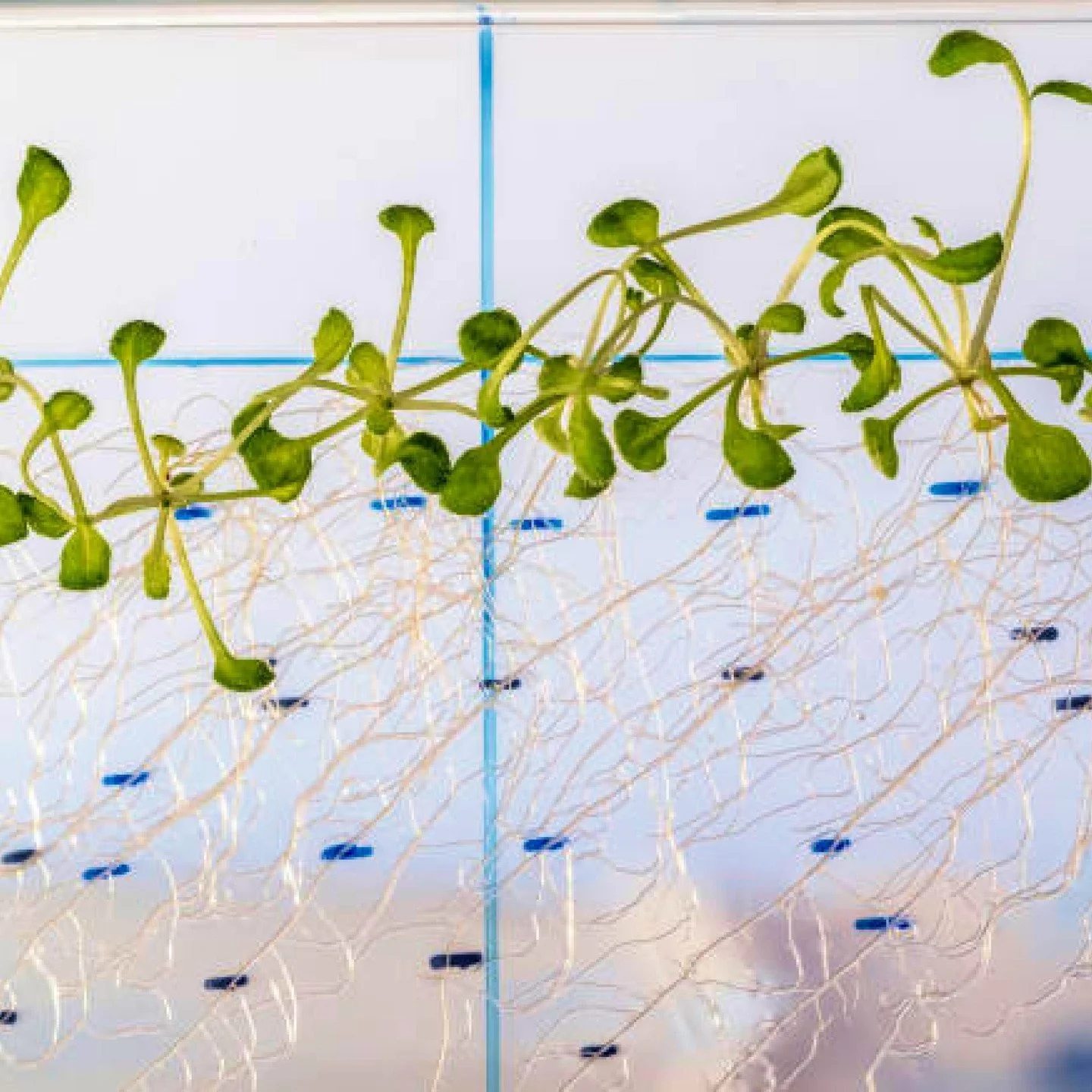 Les jeunes pousses ont &eacute;t&eacute; test&eacute;es par l'&eacute;quipe de scientifiques internationaux des Jardins Lowen en suivant un protocole de recherche strict.

Cette exp&eacute;rimentation de design fiction a &eacute;t&eacute; r&eacute;al