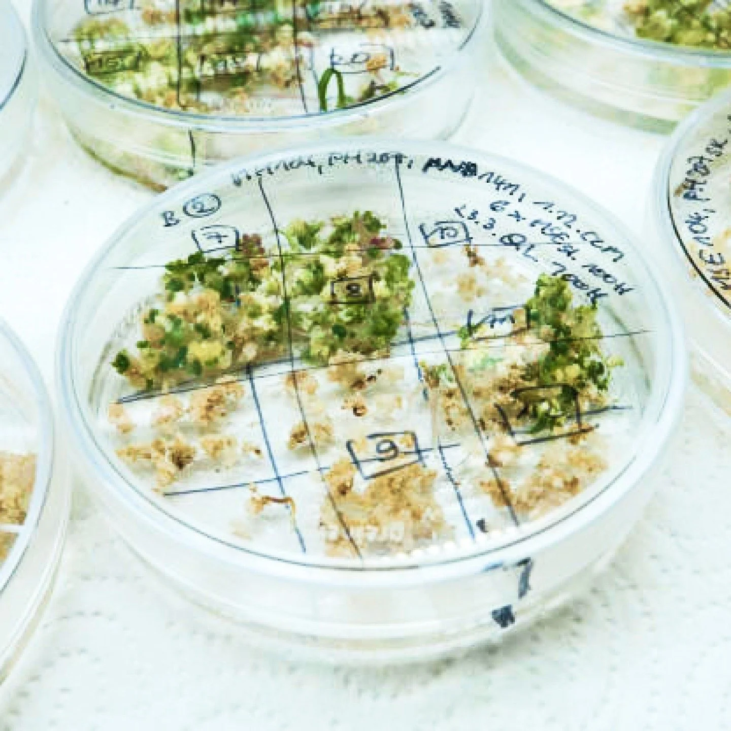 Les Jardins Lowen distribuent le code g&eacute;n&eacute;tique de leurs l&eacute;gumes en open source, avec l&rsquo;objectif de rendre l&rsquo;utilisation et l&rsquo;am&eacute;lioration des semences accessible au plus grand nombre pour cr&eacute;er un