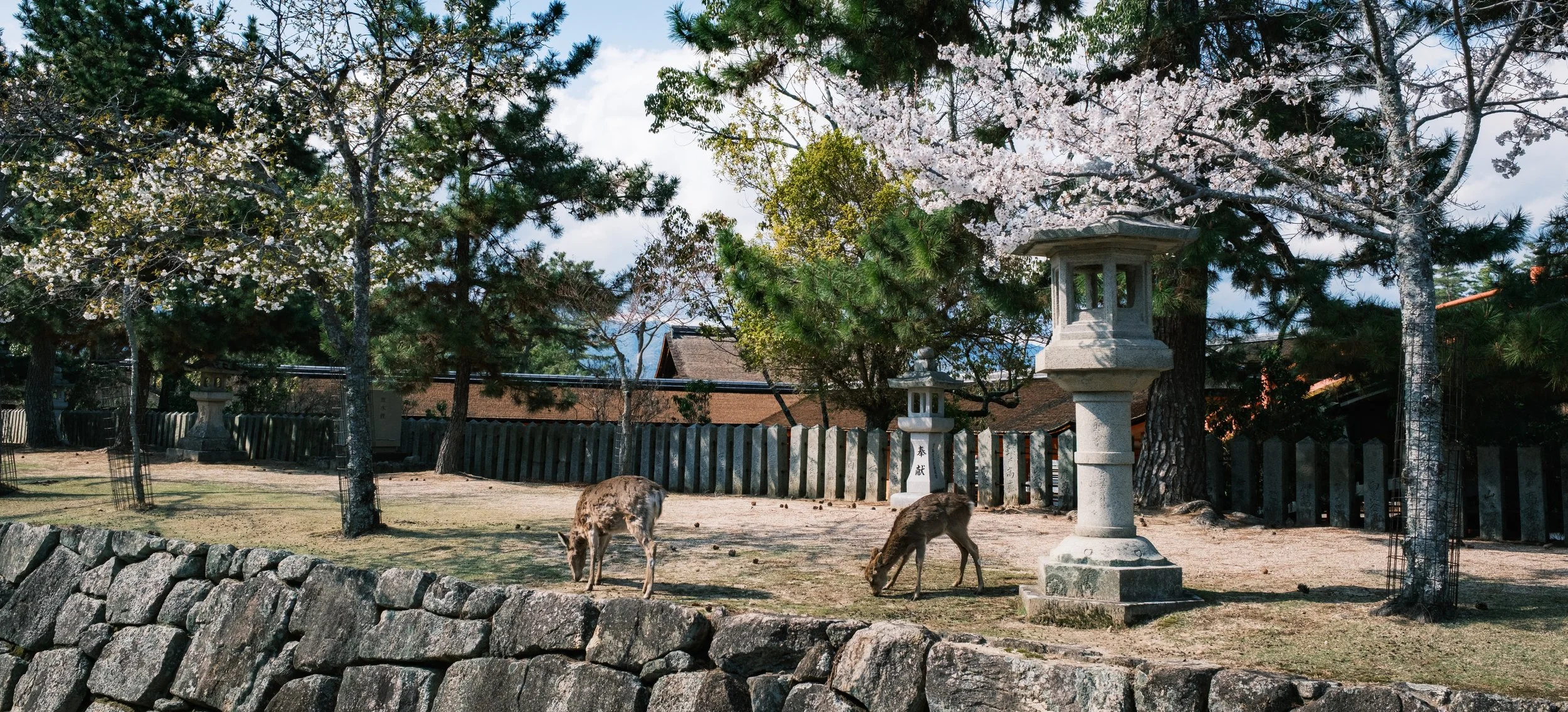 Hanami-3765.jpg