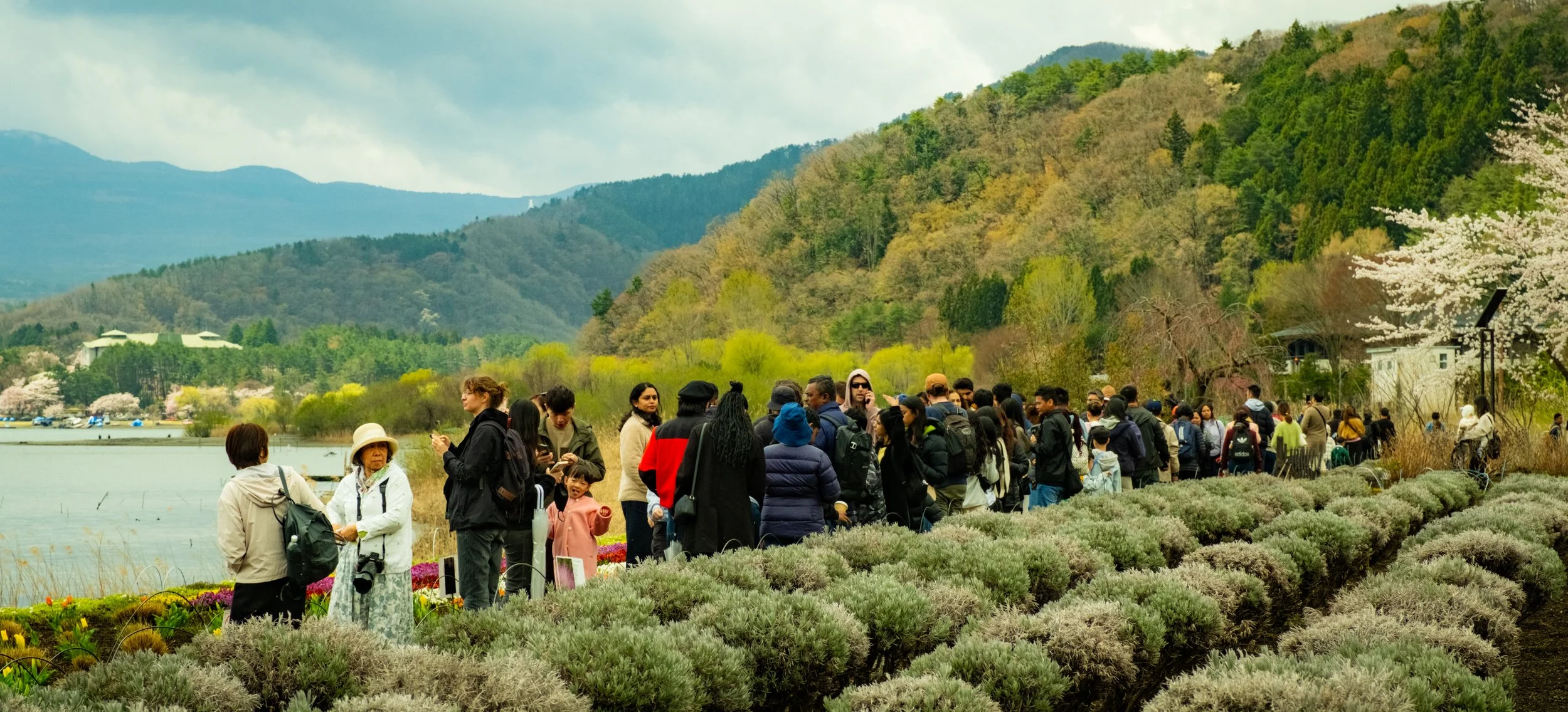 Hanami-11180.jpg