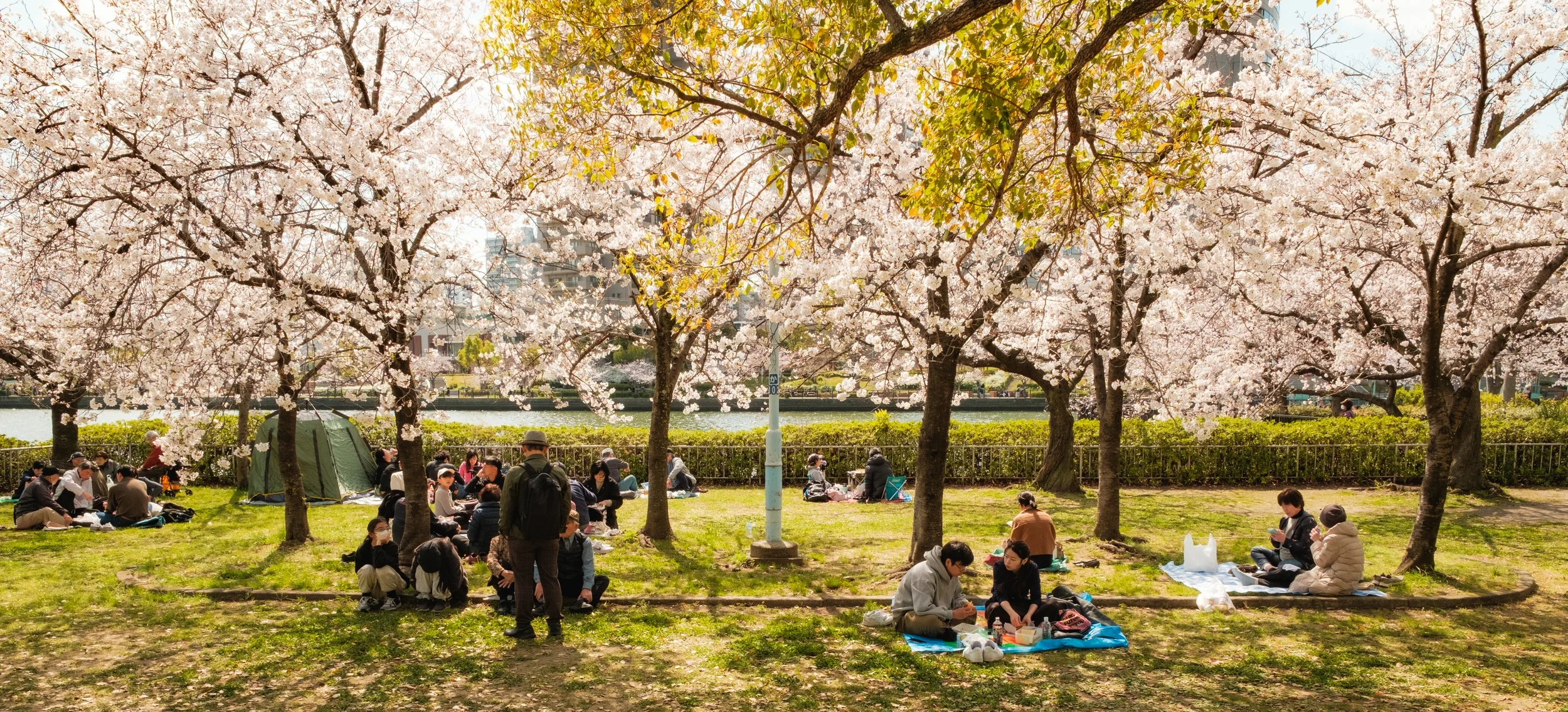 Hanami-4893.jpg