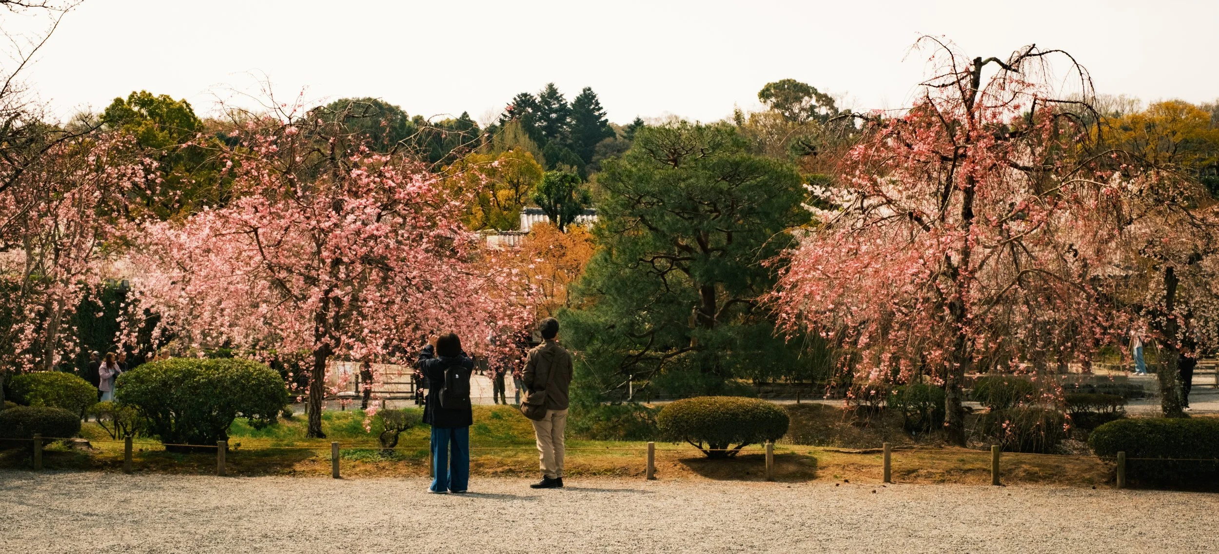 Hanami-7544.jpg