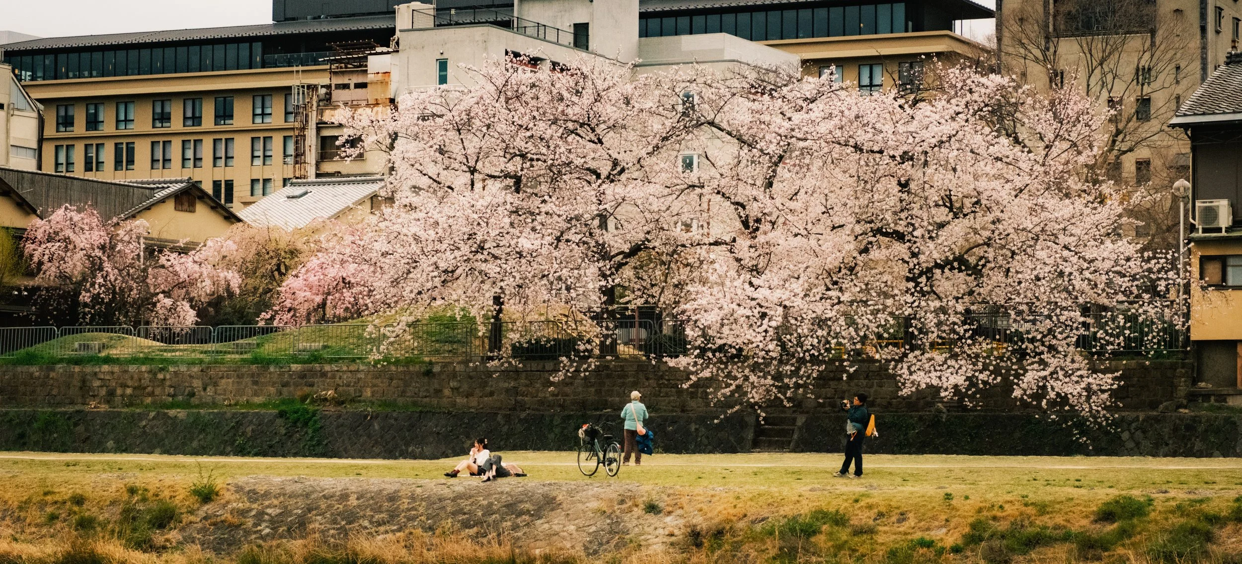 Hanami-7894.jpg