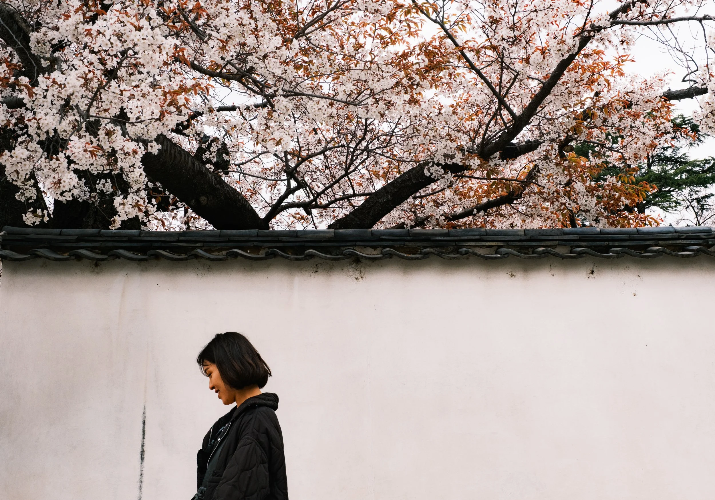 Hanami-4154.jpg