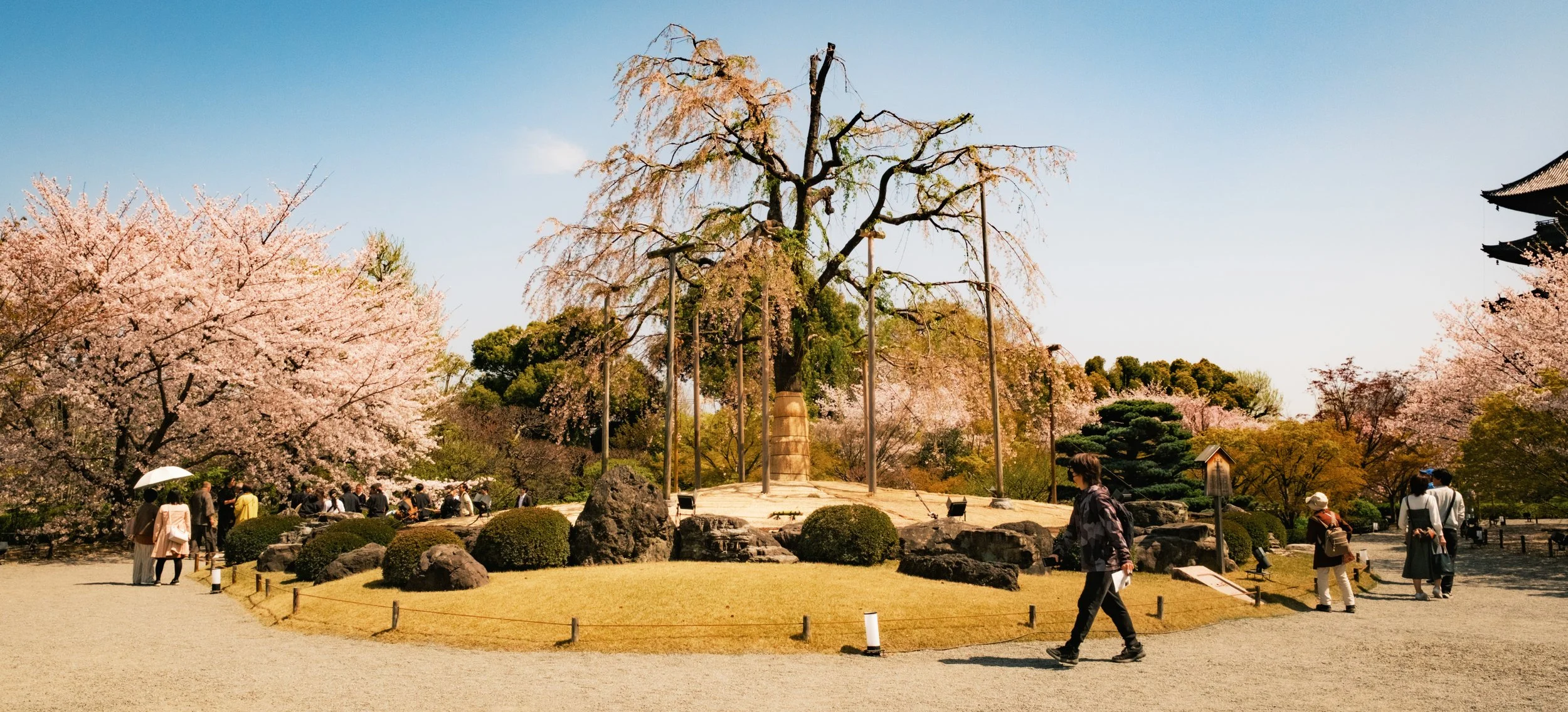 Hanami-8297.jpg