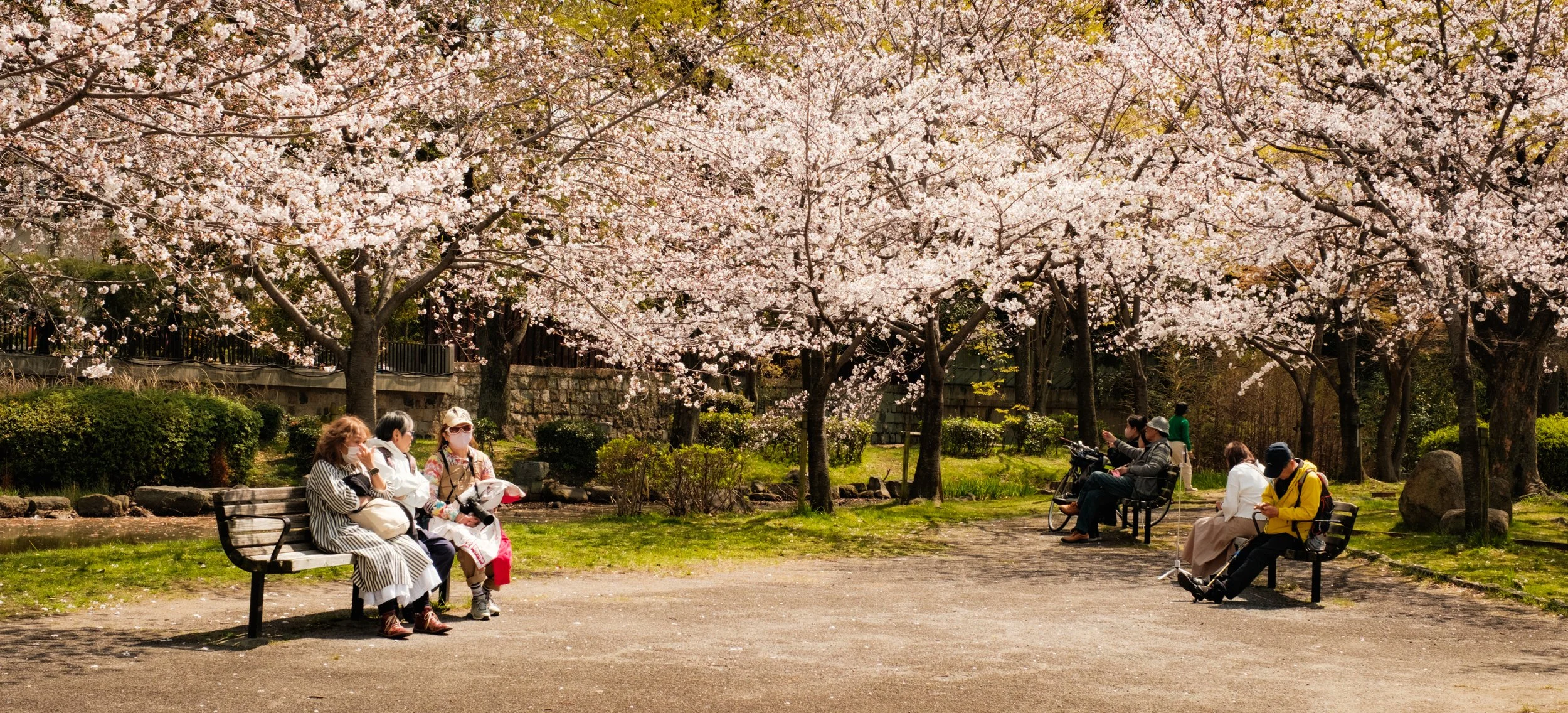 Hanami-4823.jpg