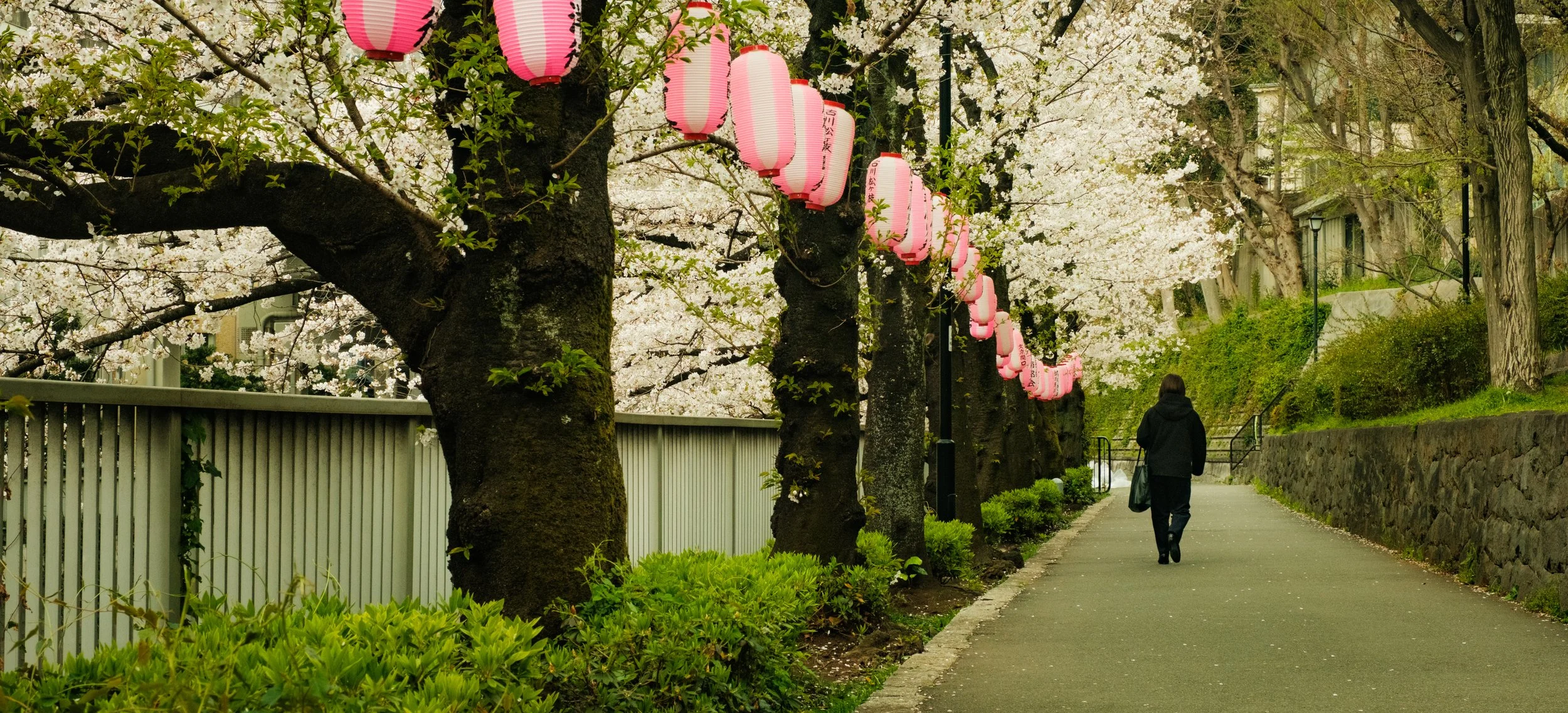 Hanami-2320.jpg