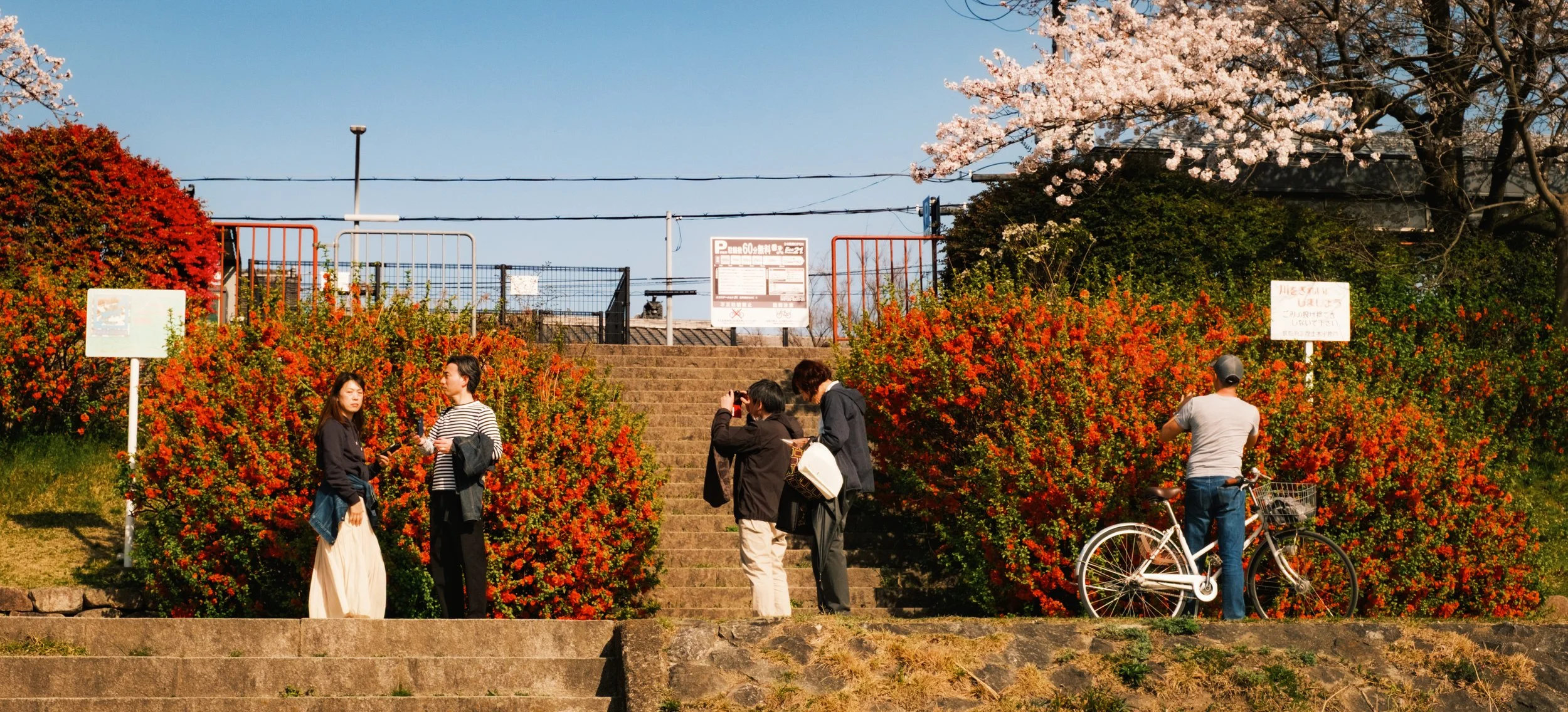 Hanami-8378.jpg