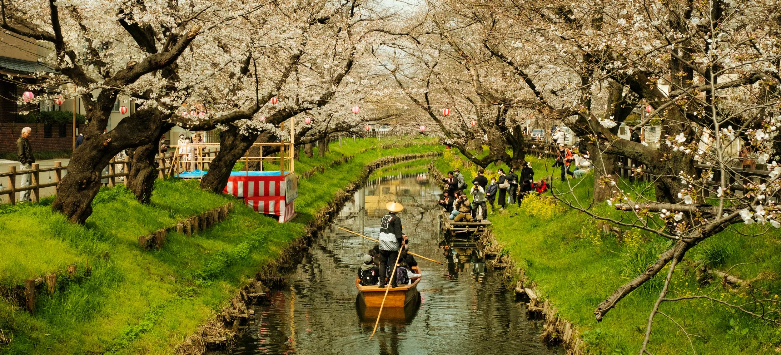 Hanami-1785.jpg