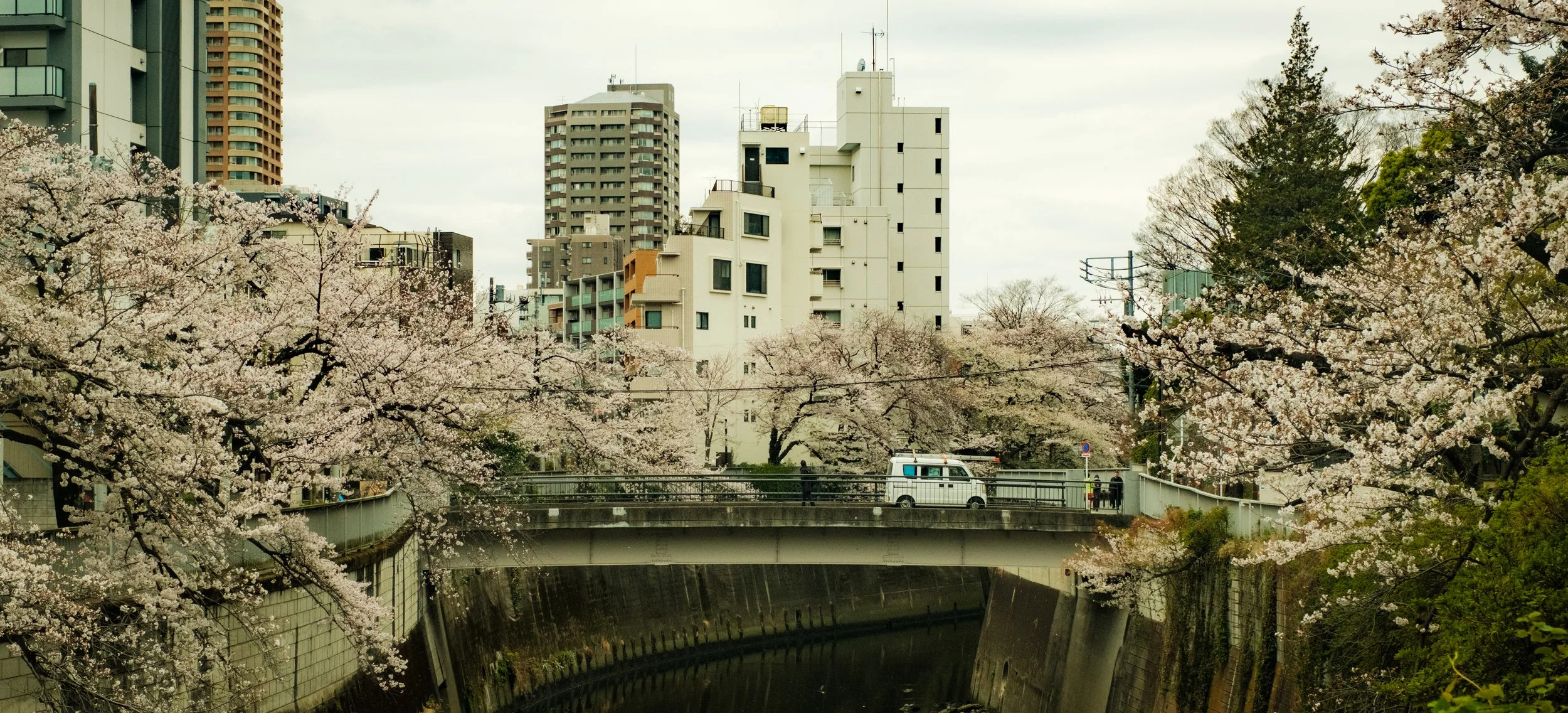 Hanami-2386.jpg
