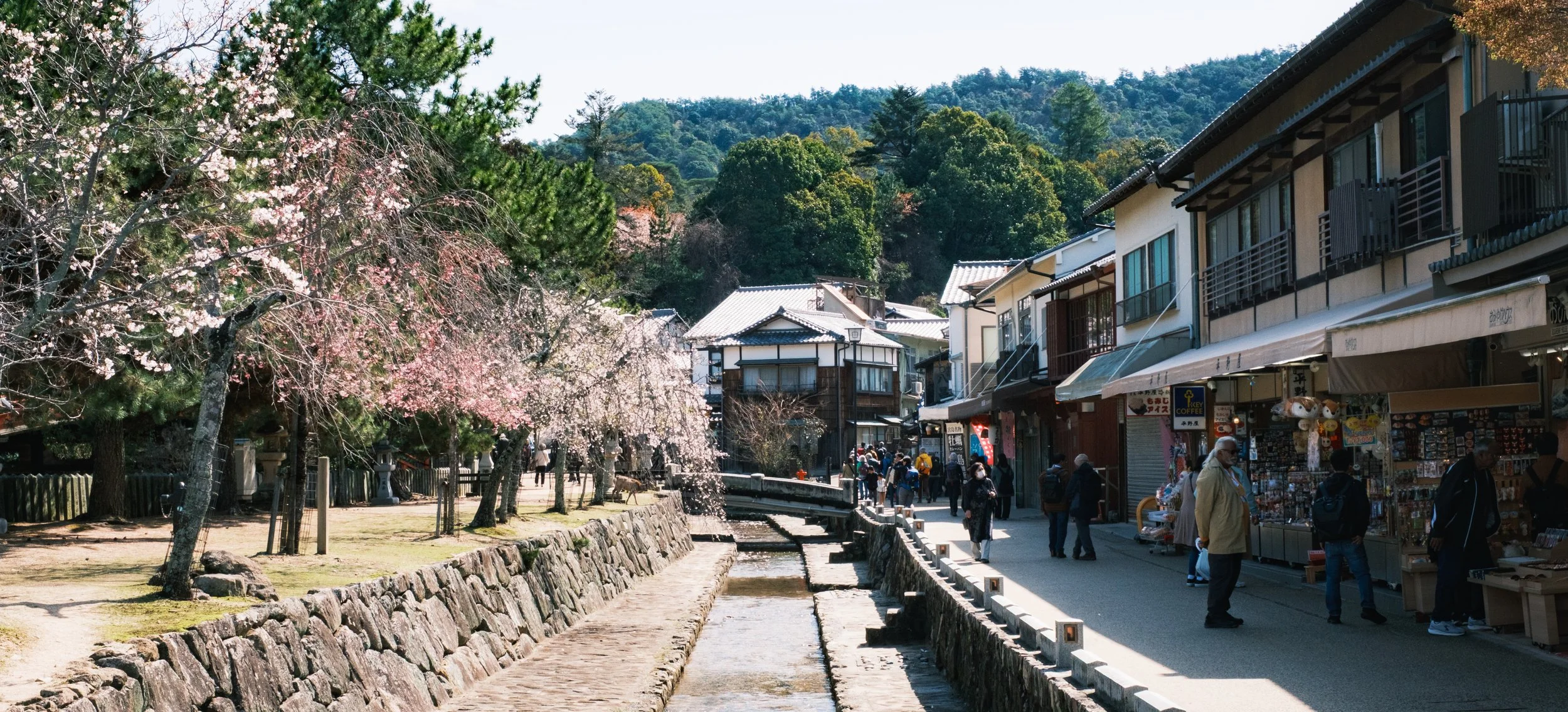 Hanami-3539.jpg