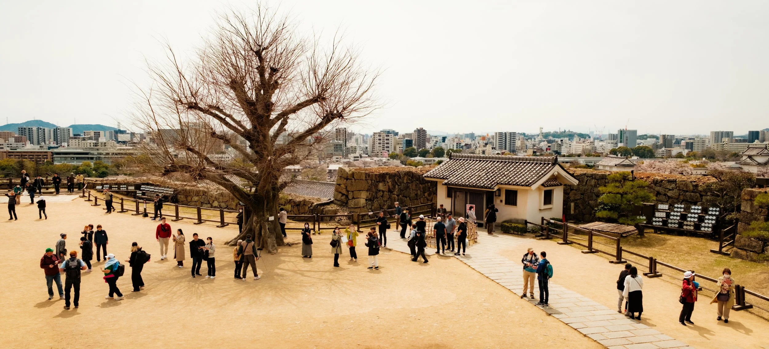 Hanami-5386.jpg