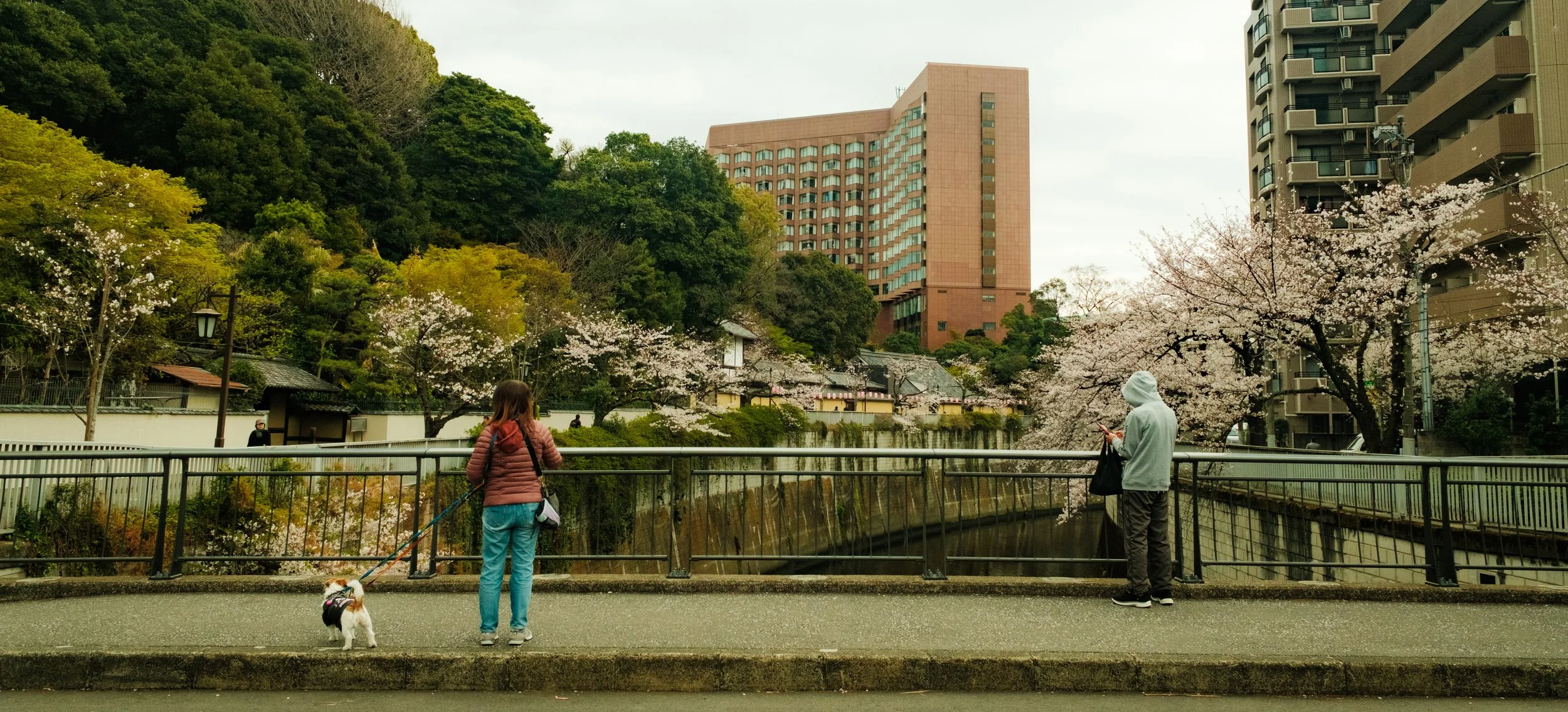 Hanami-2391.jpg