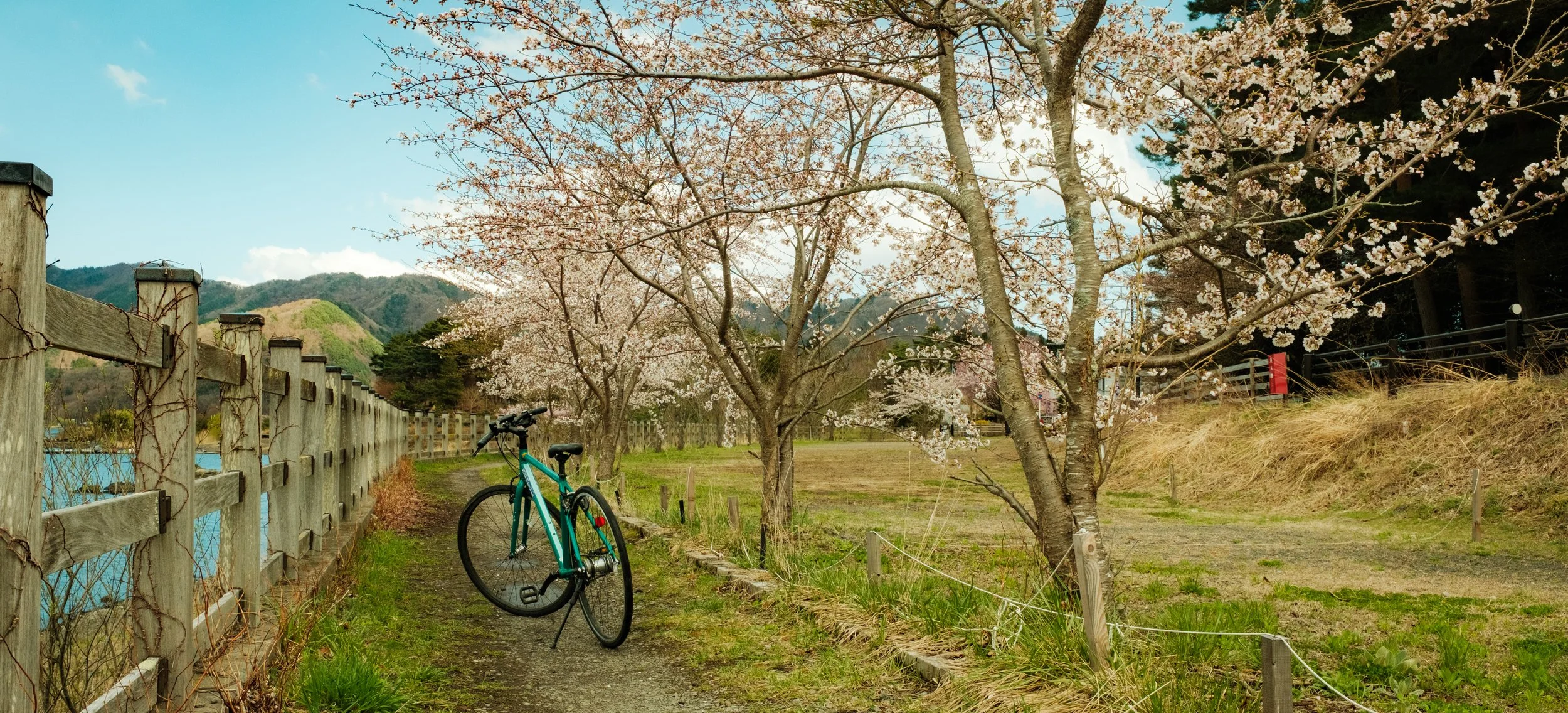 Hanami-11357.jpg