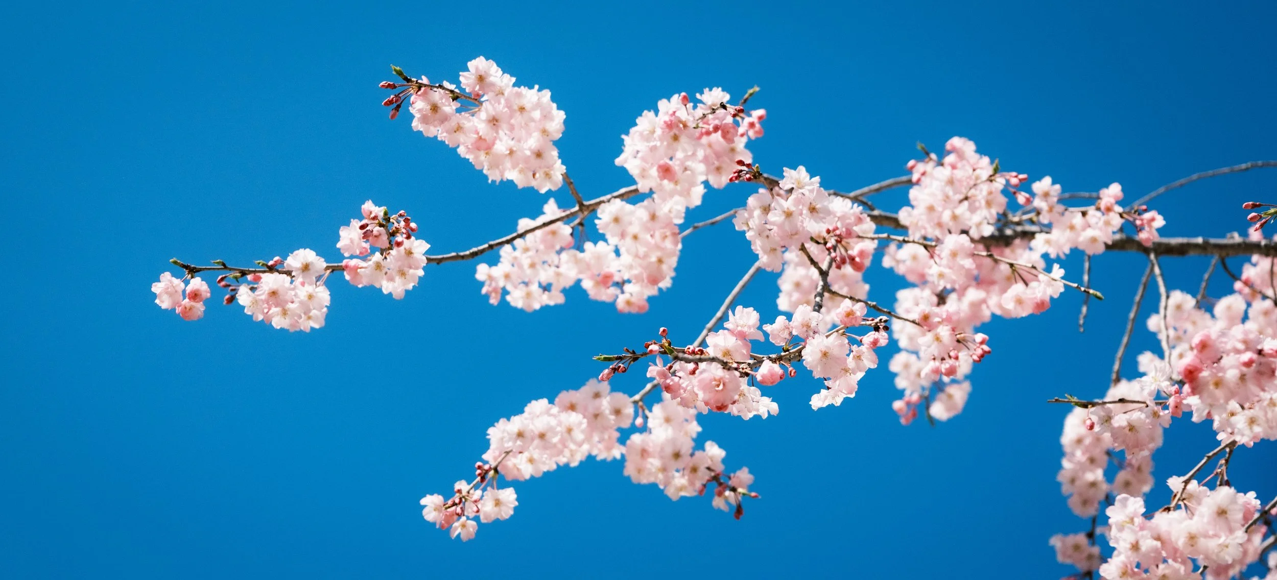 Hanami-3759.jpg