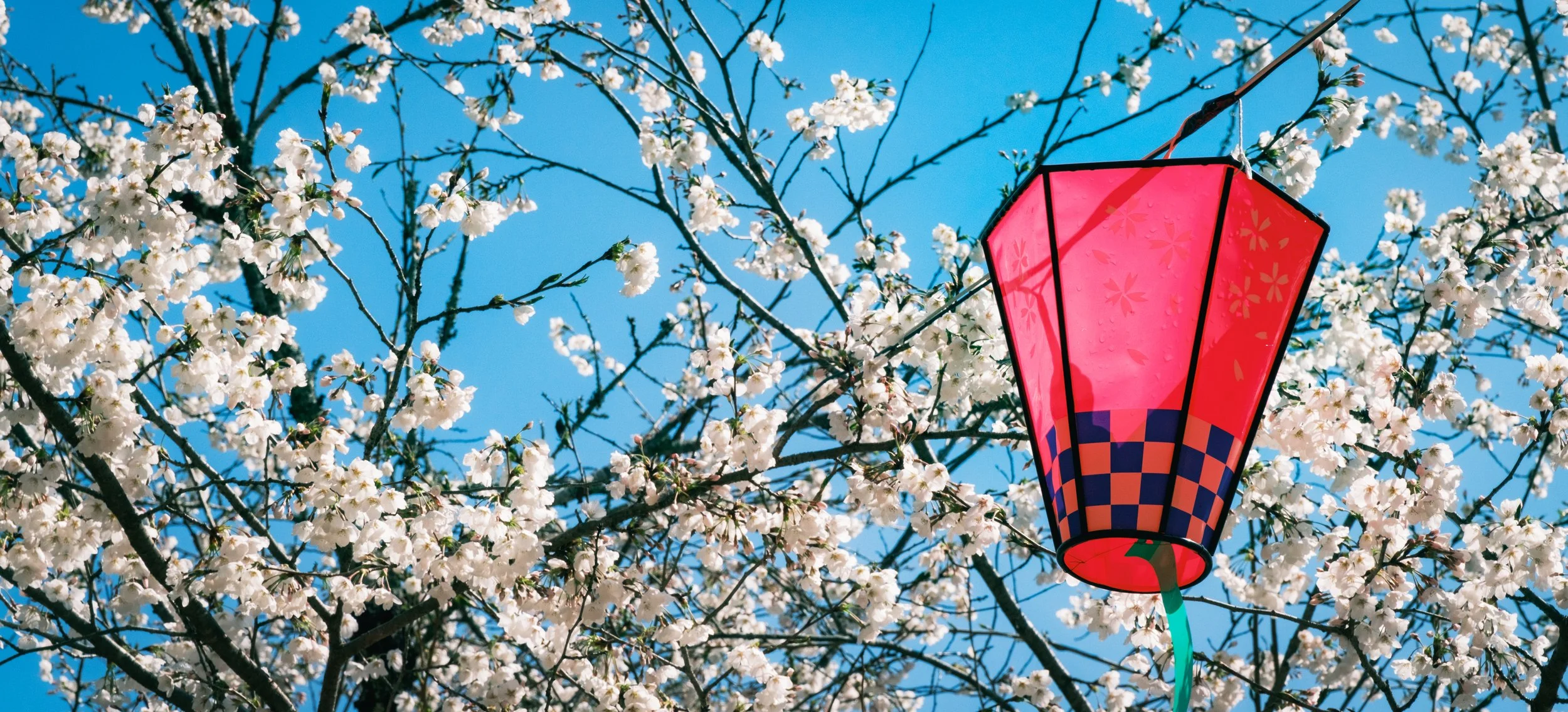 Hanami-3559.jpg